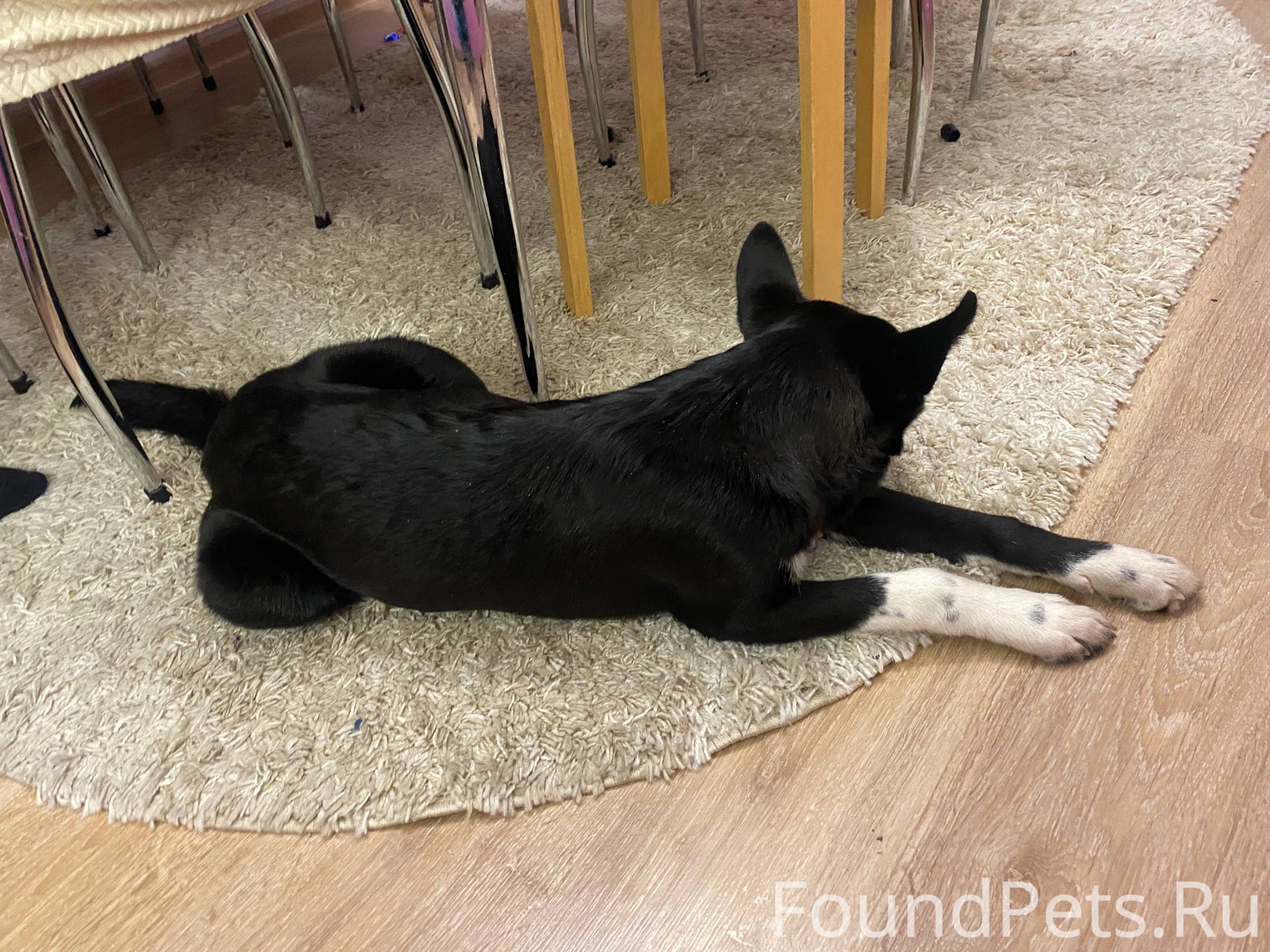 Найдена собака в районе школы ...