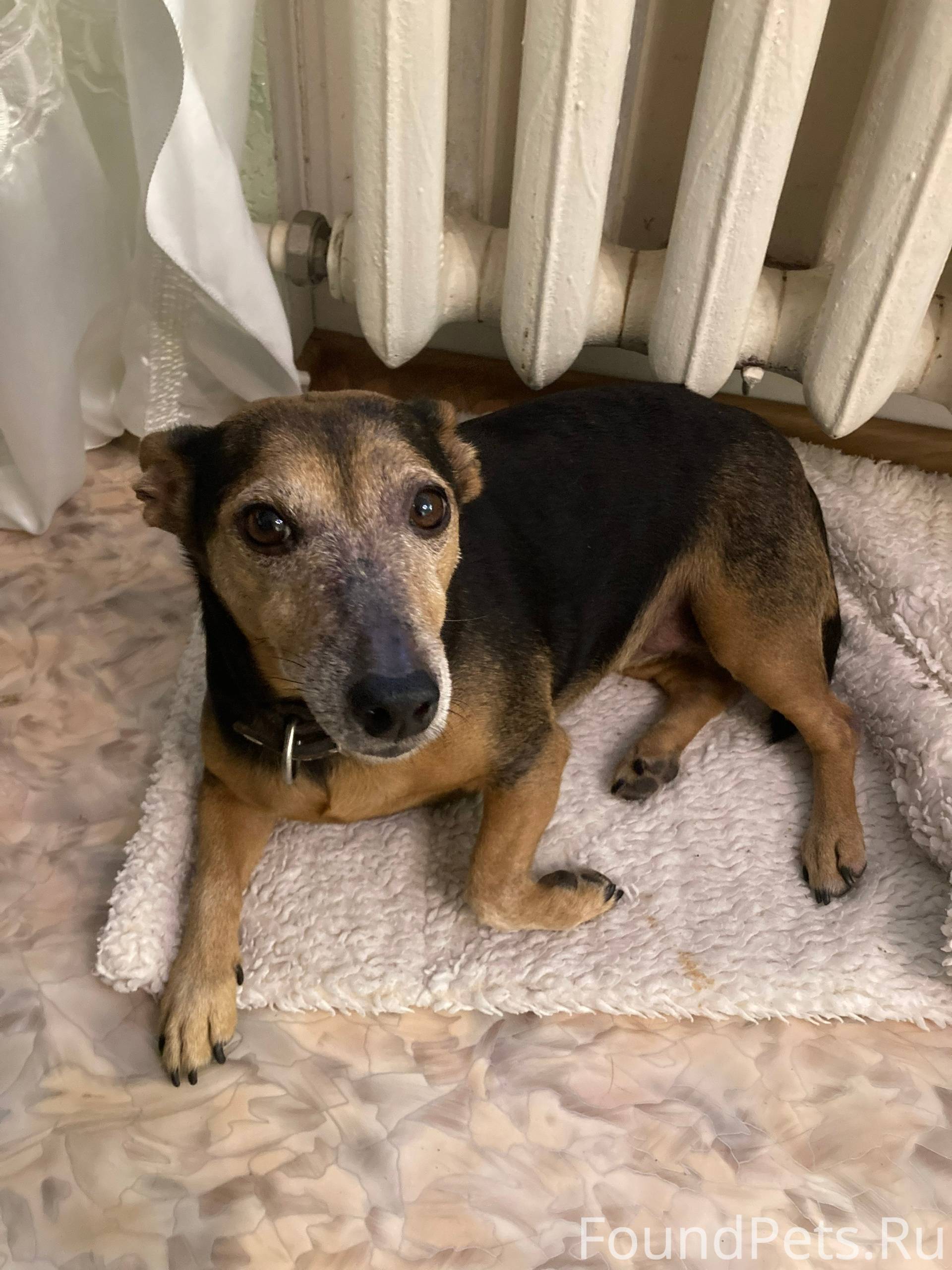 ‼️ПРОПАЛА СОБАКА‼️ Небольшого ...