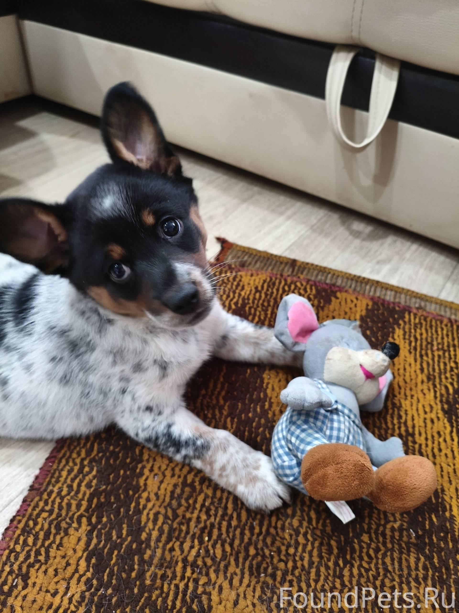 Щенок, сука, возраст приблизит...