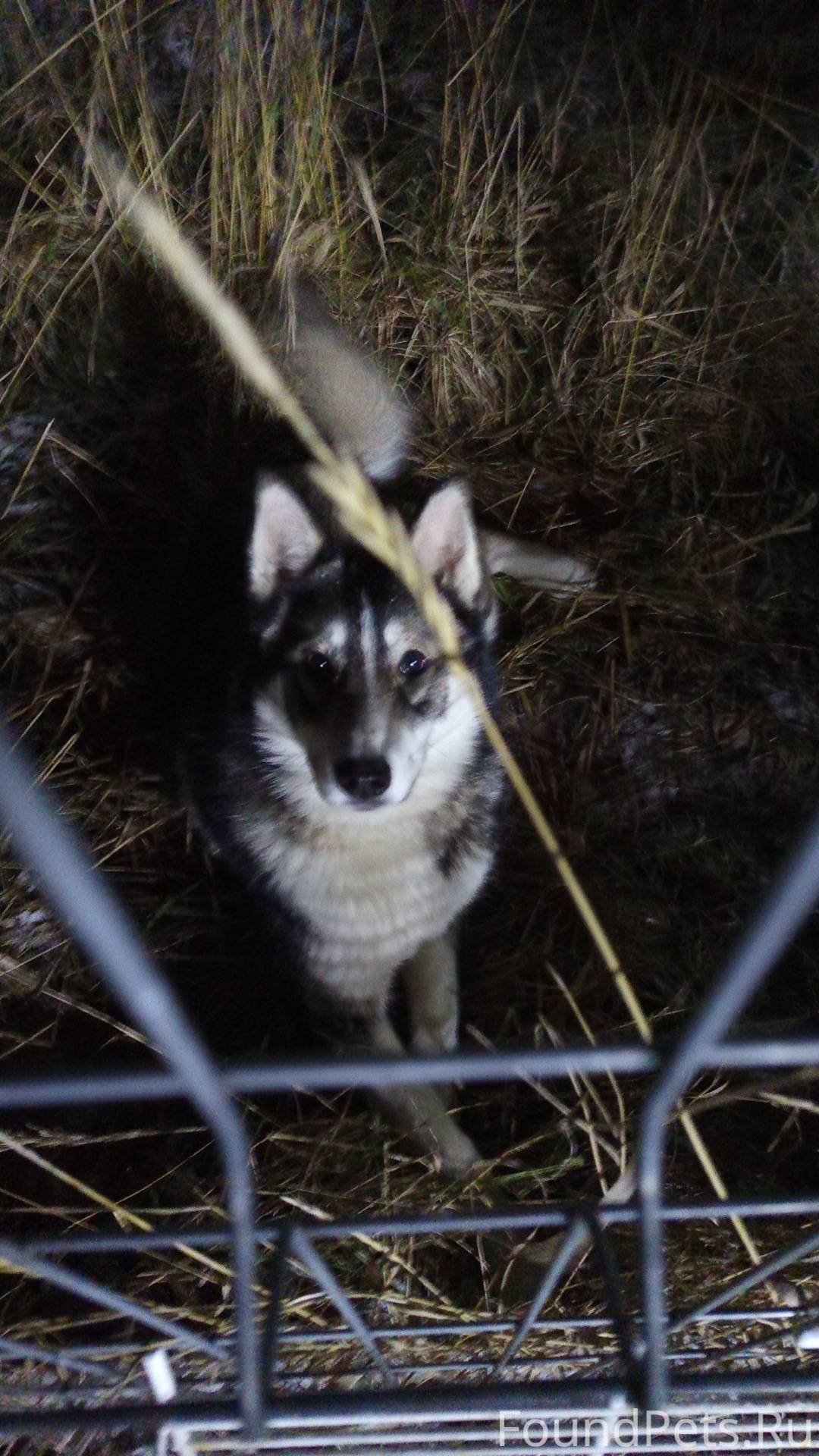 Найдена собака ! Резинотехника...