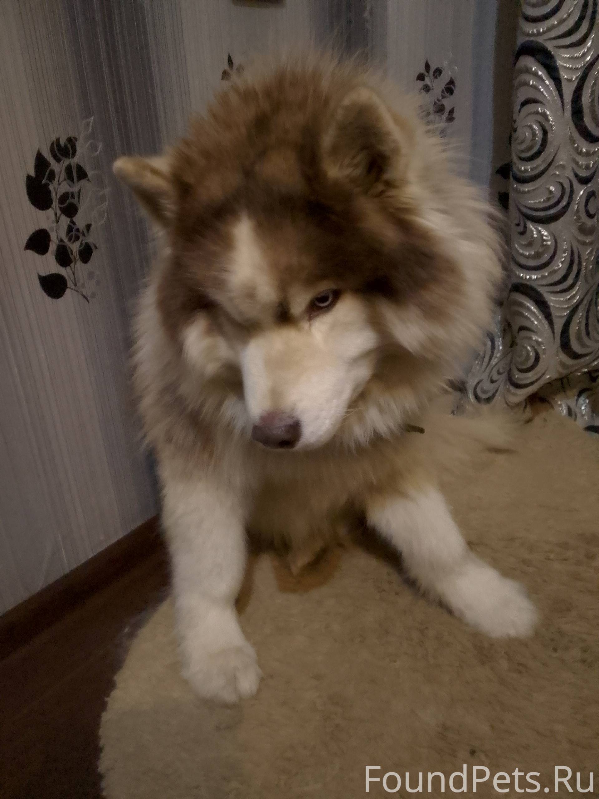 В Сомбатхее 14 декабря в воскр...