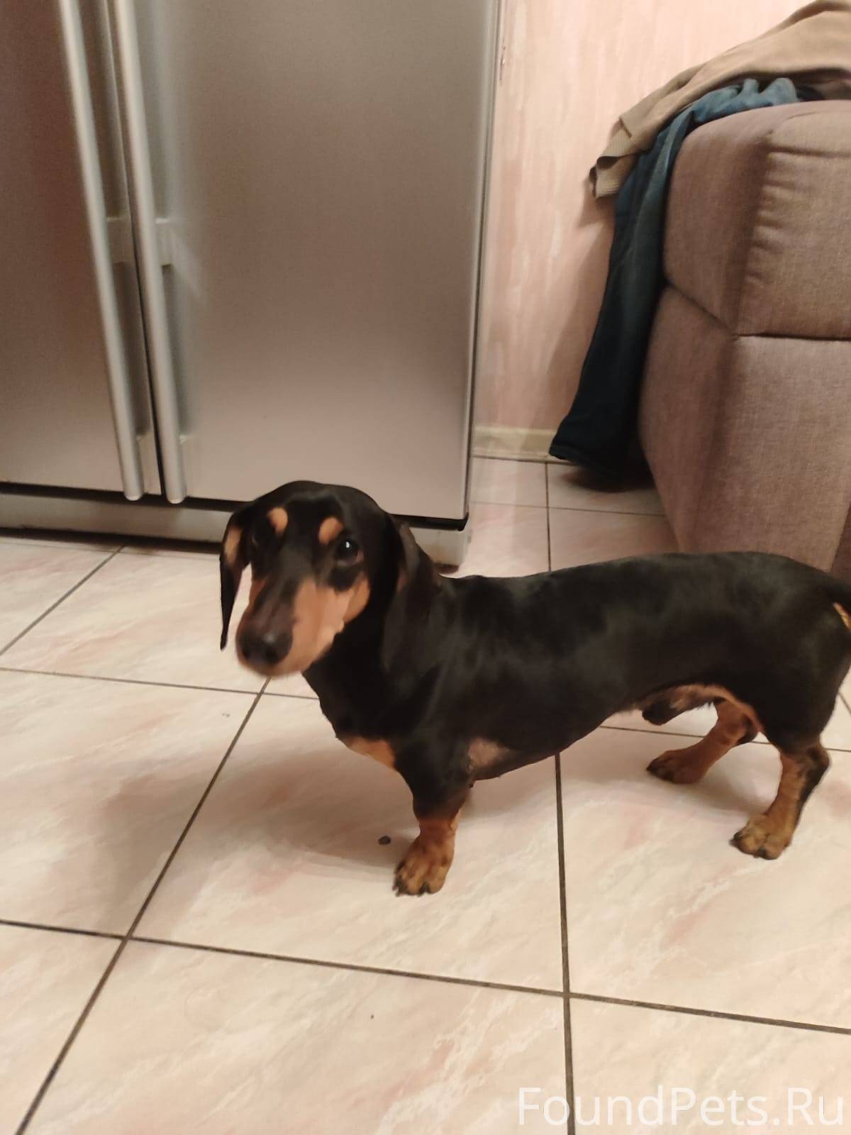 Найдена такса на Выхино