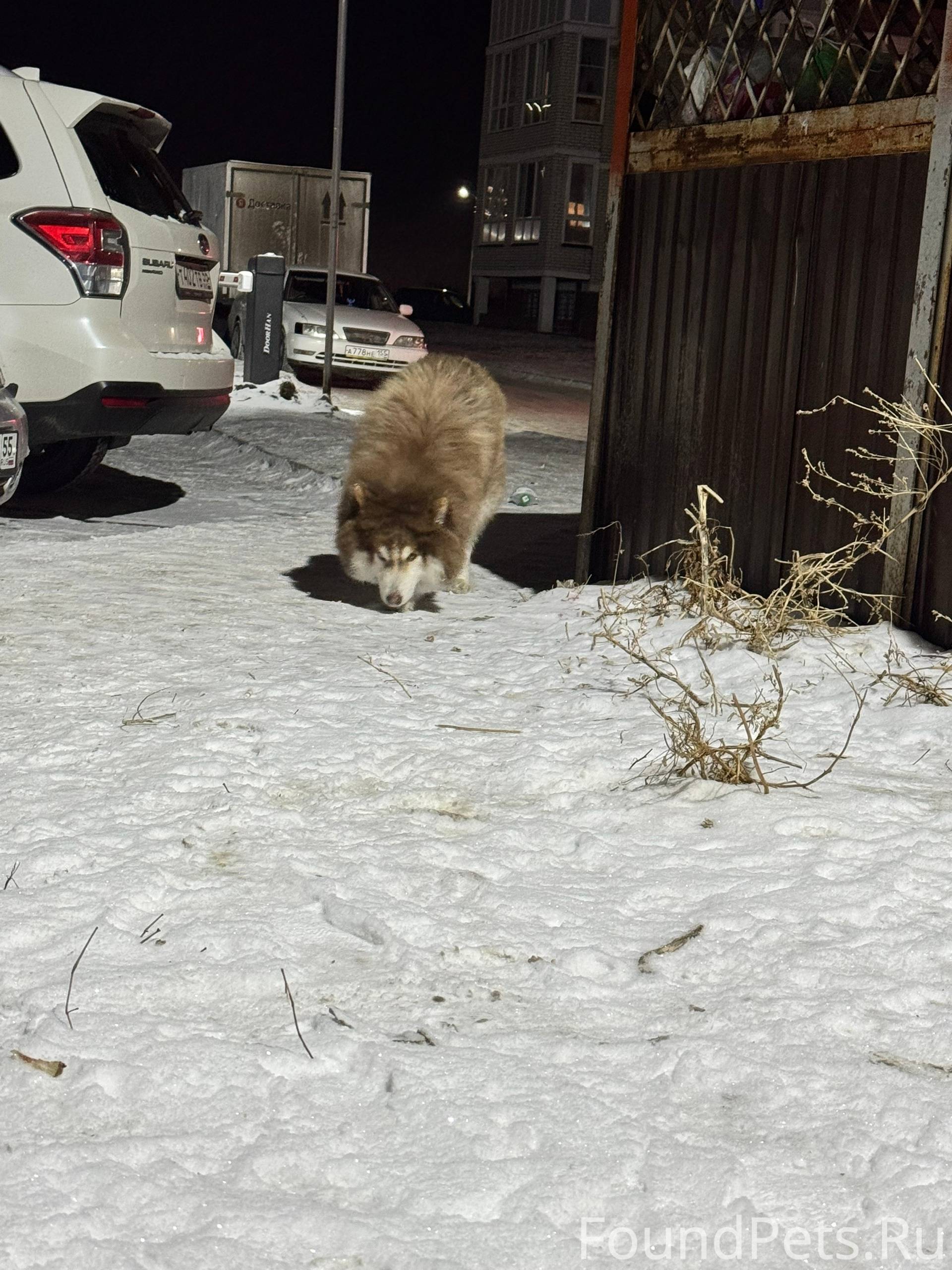 Найден собакен, ходит кушает с...
