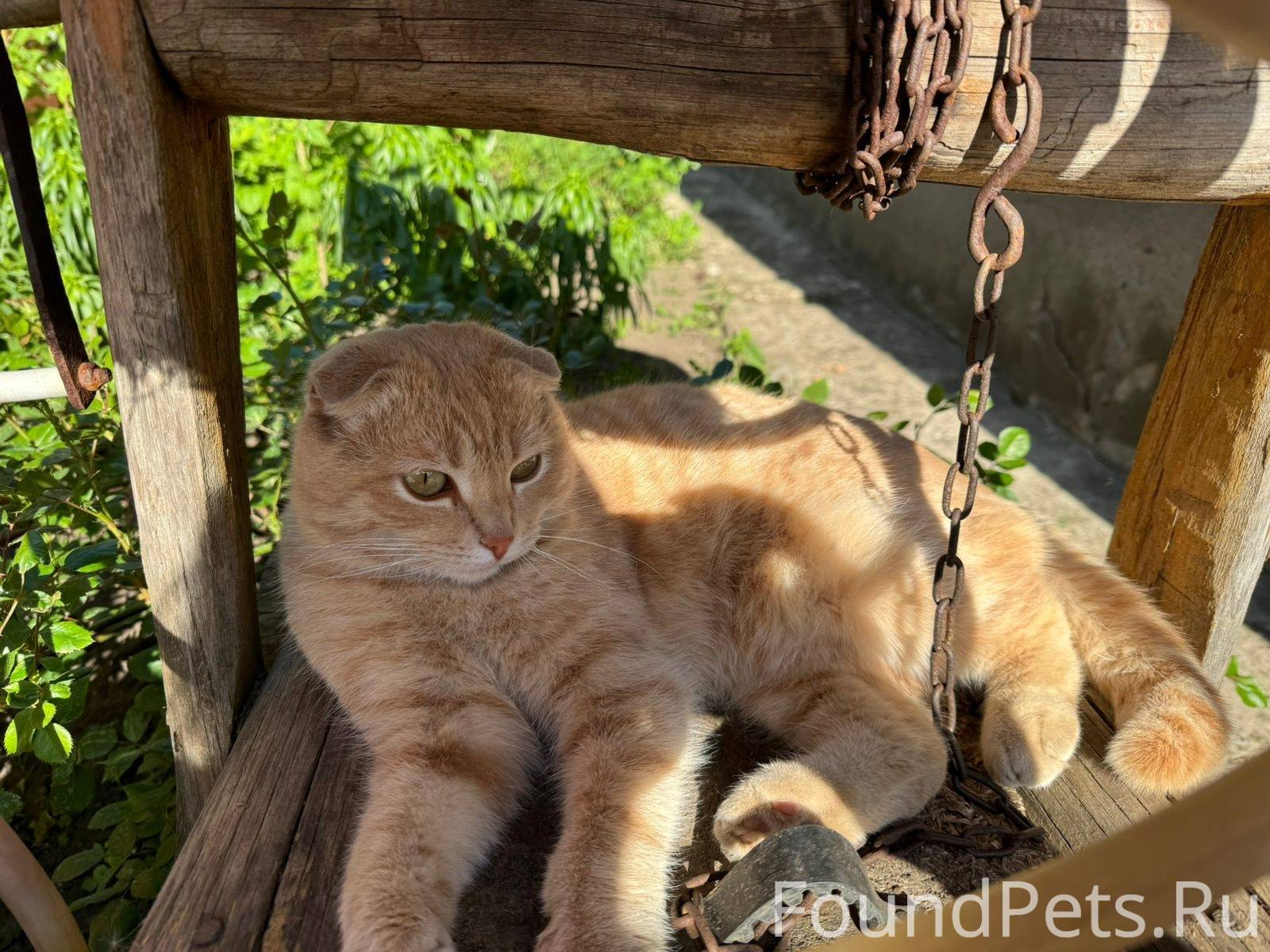 Пропал кот по кличке Симба. Мо...