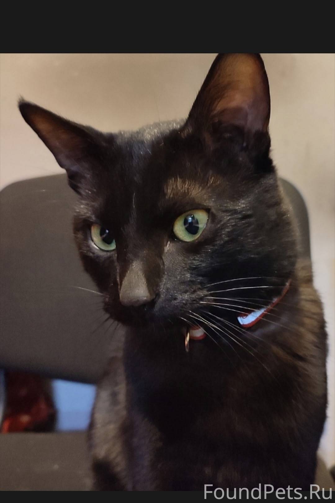 SOS! ВНИМАНИЕ! РОЗЫСК! Пропал ...