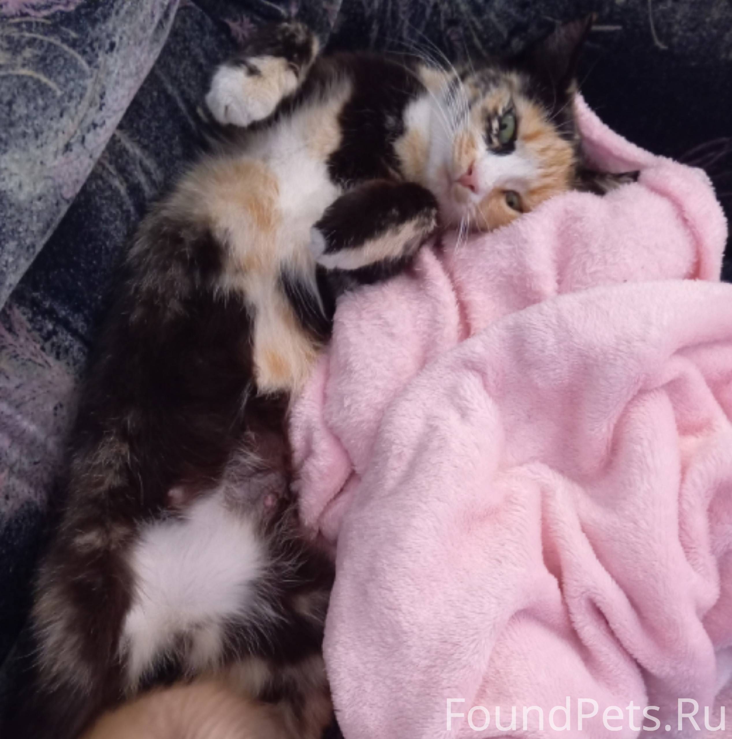 Здравствуйте, выложите пожалуй...