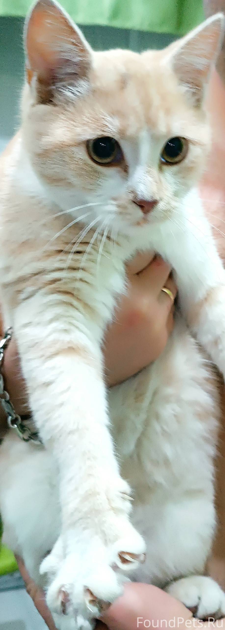 Чей потеряшка? Найден кот на у...