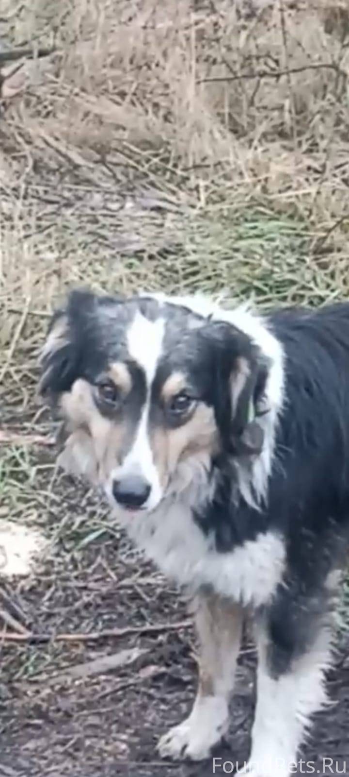 🆘️🆘️🆘️Воронеж!🆘️🆘️🆘️ ПОТЕРЯЛАС...