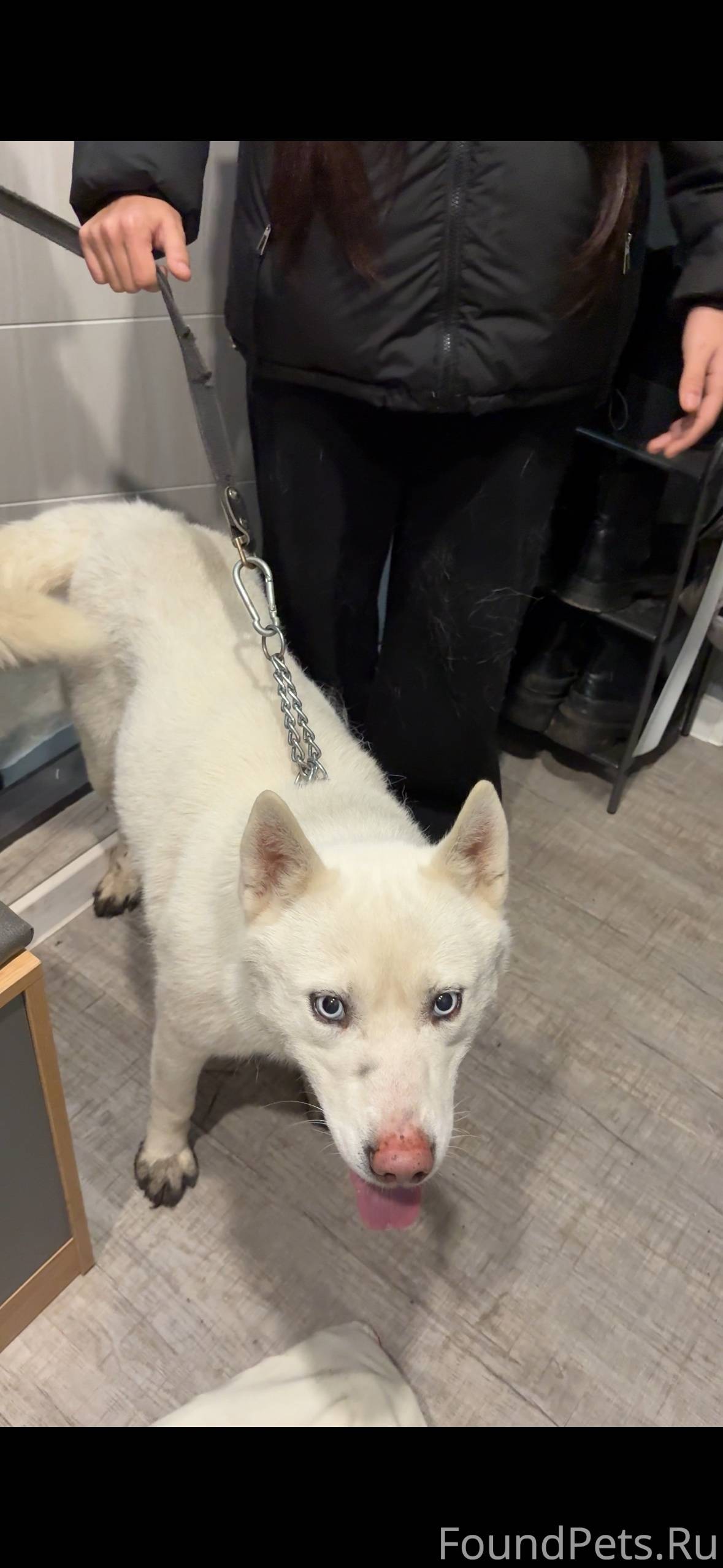 Сегодня дочь привела домой соб...