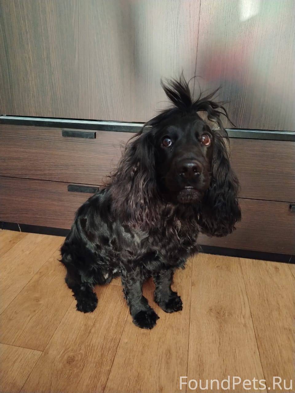 Пропала собака, "Русский спани...