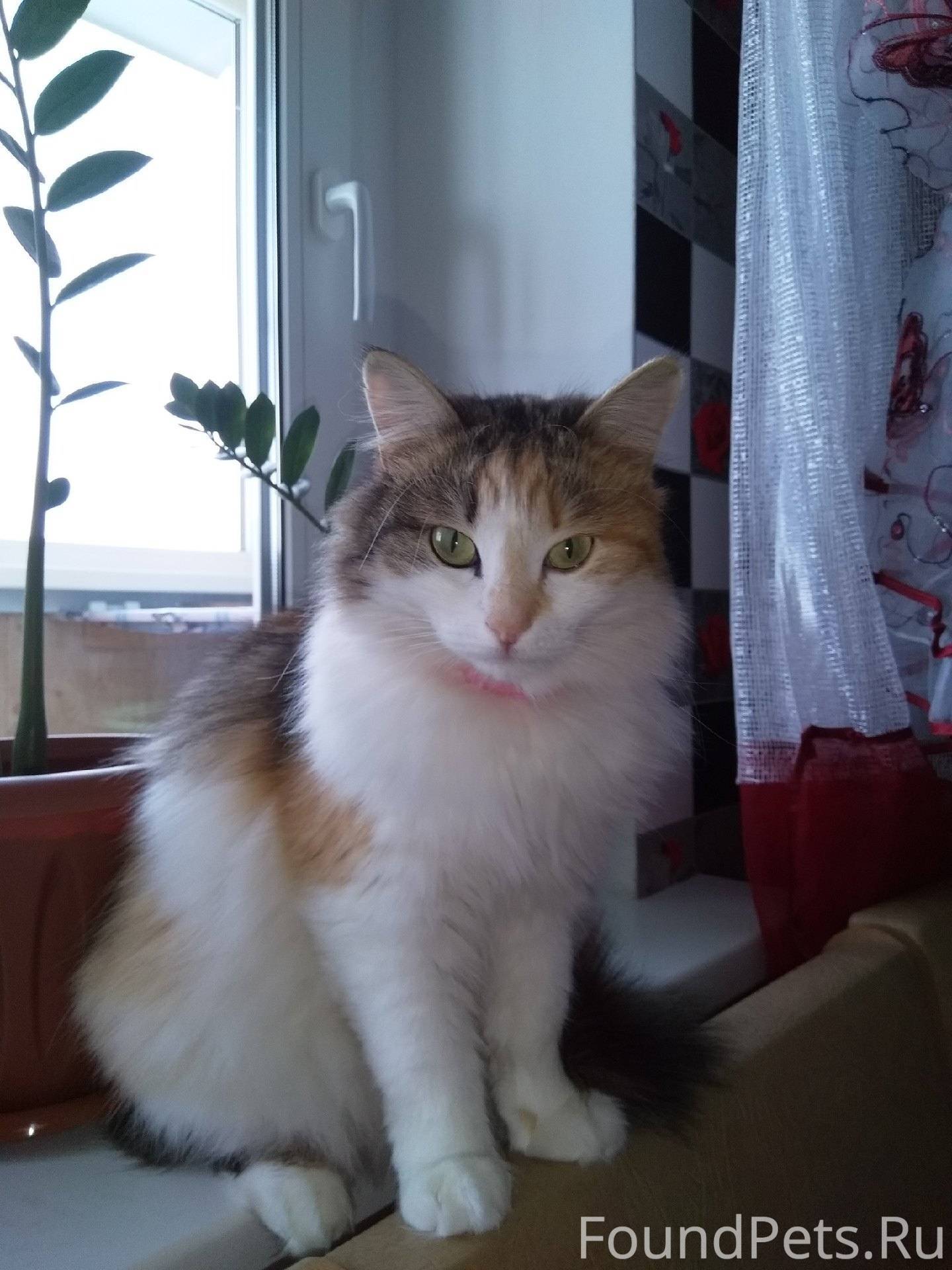 ❗️Пропала кошка.❗️Может кто ви...