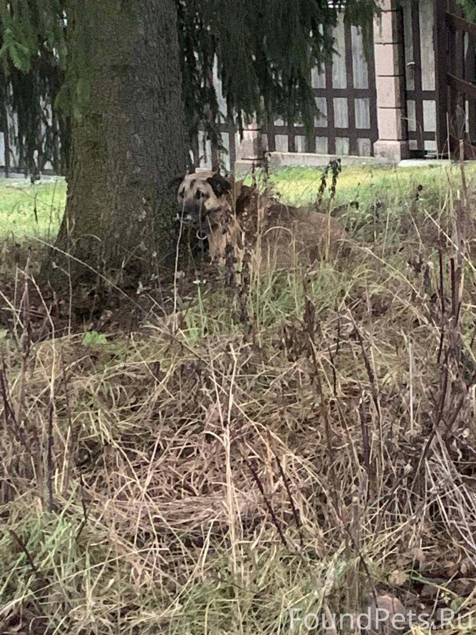 В д Чудиново появилась собака,...