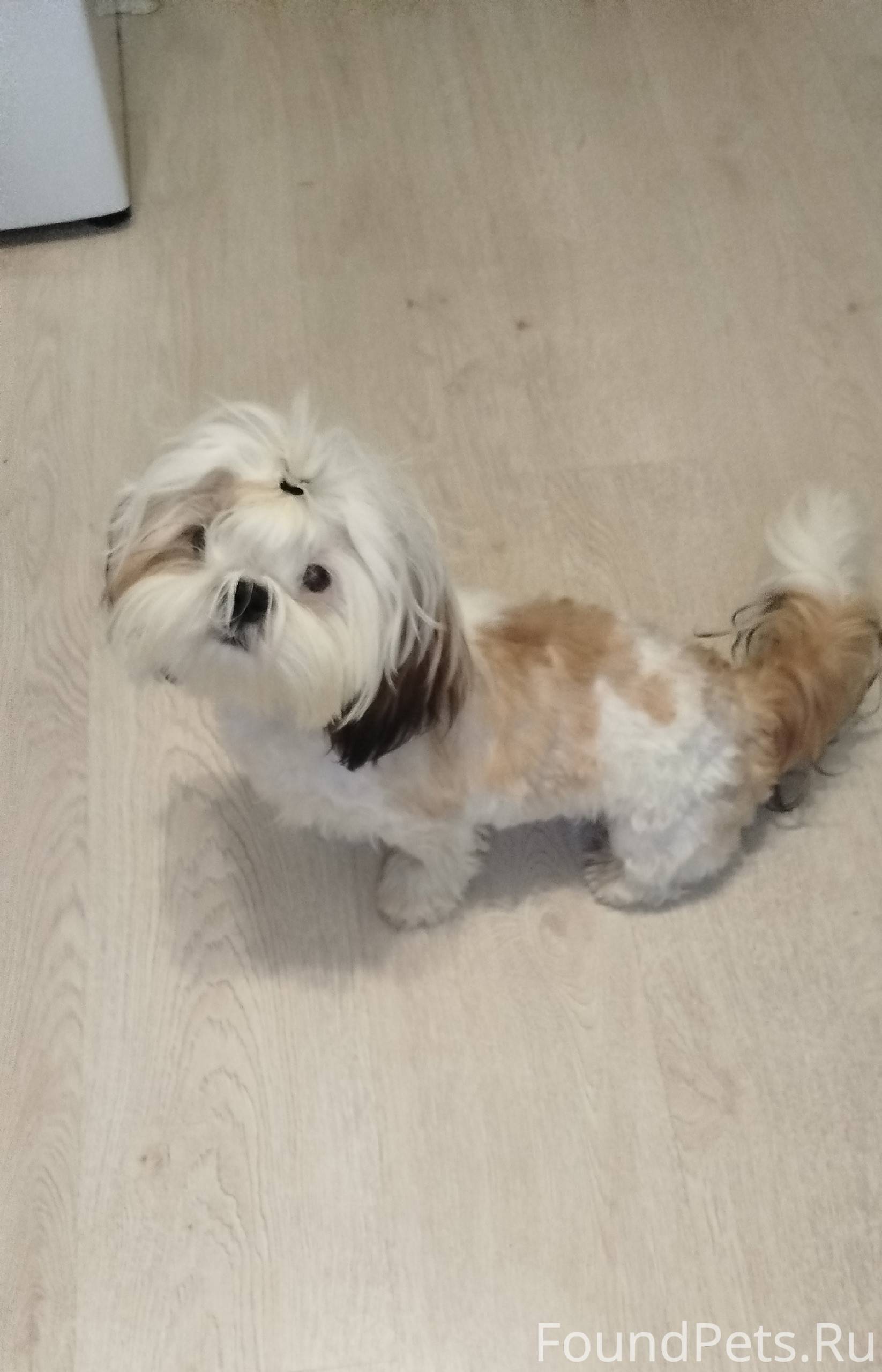 Найдена собака Была найдена вч...