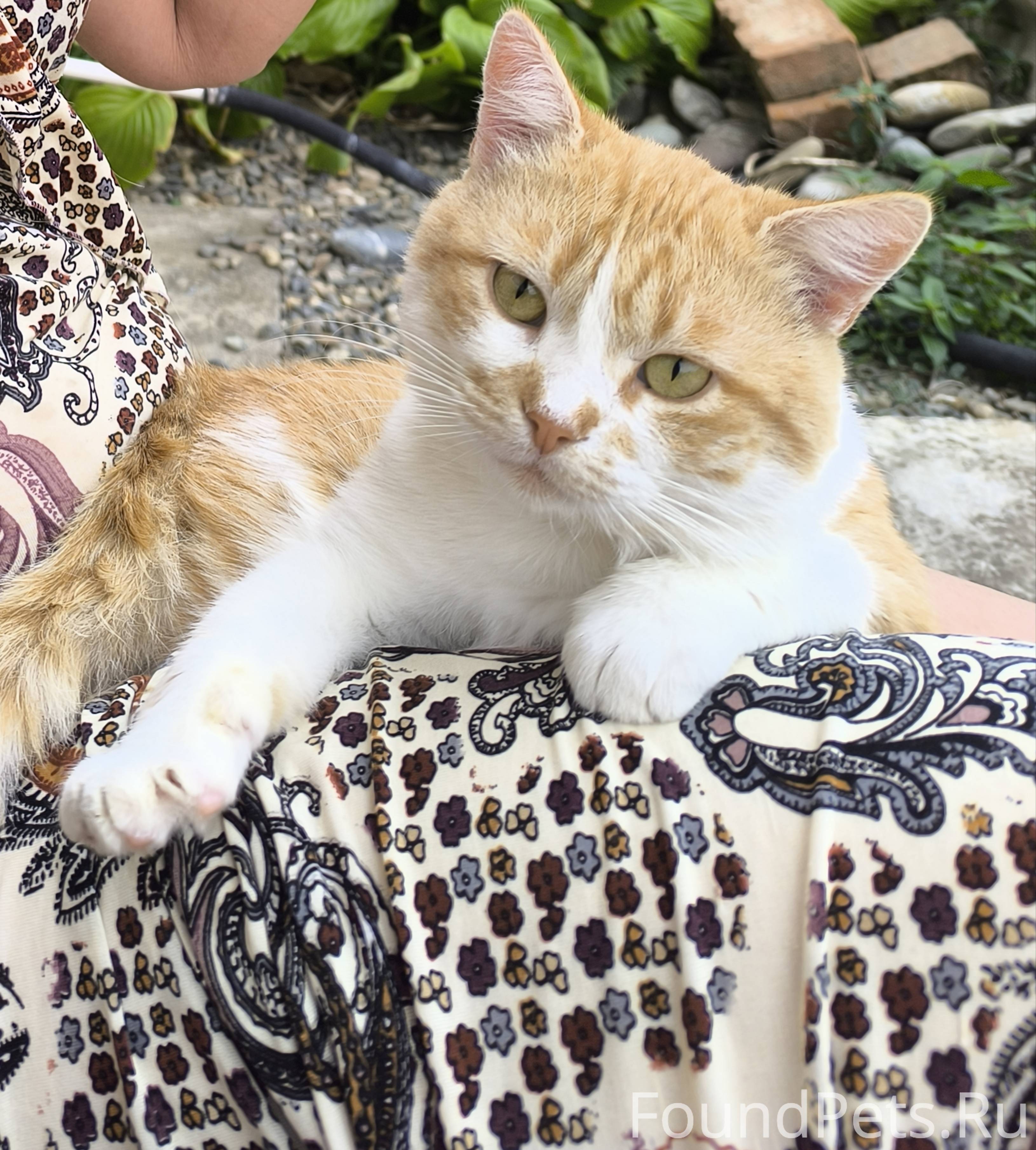 Пропал котик в Ханской