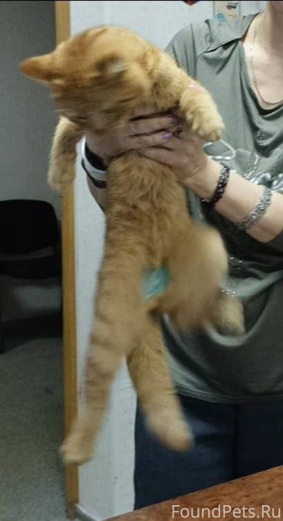 Найден кот в районе ул. Тексти...