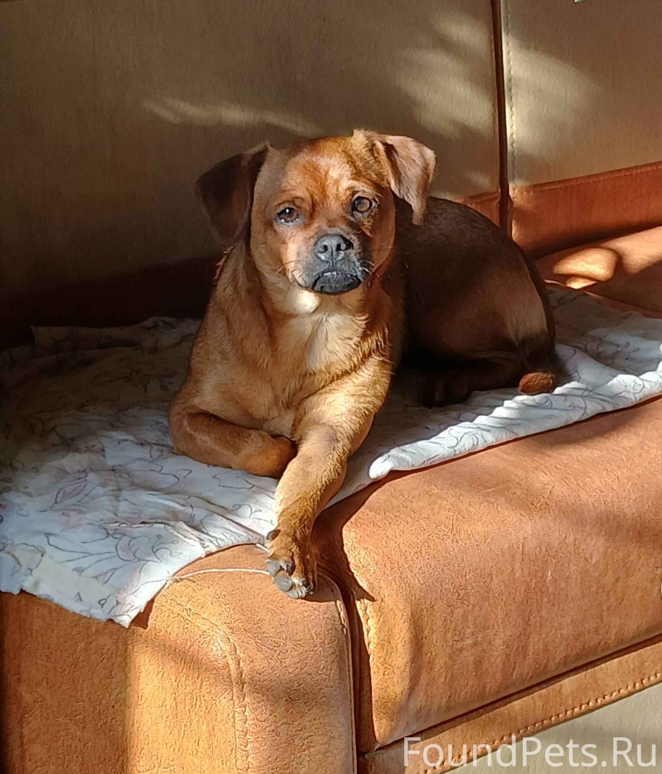 Пропала собака., наша любимица...