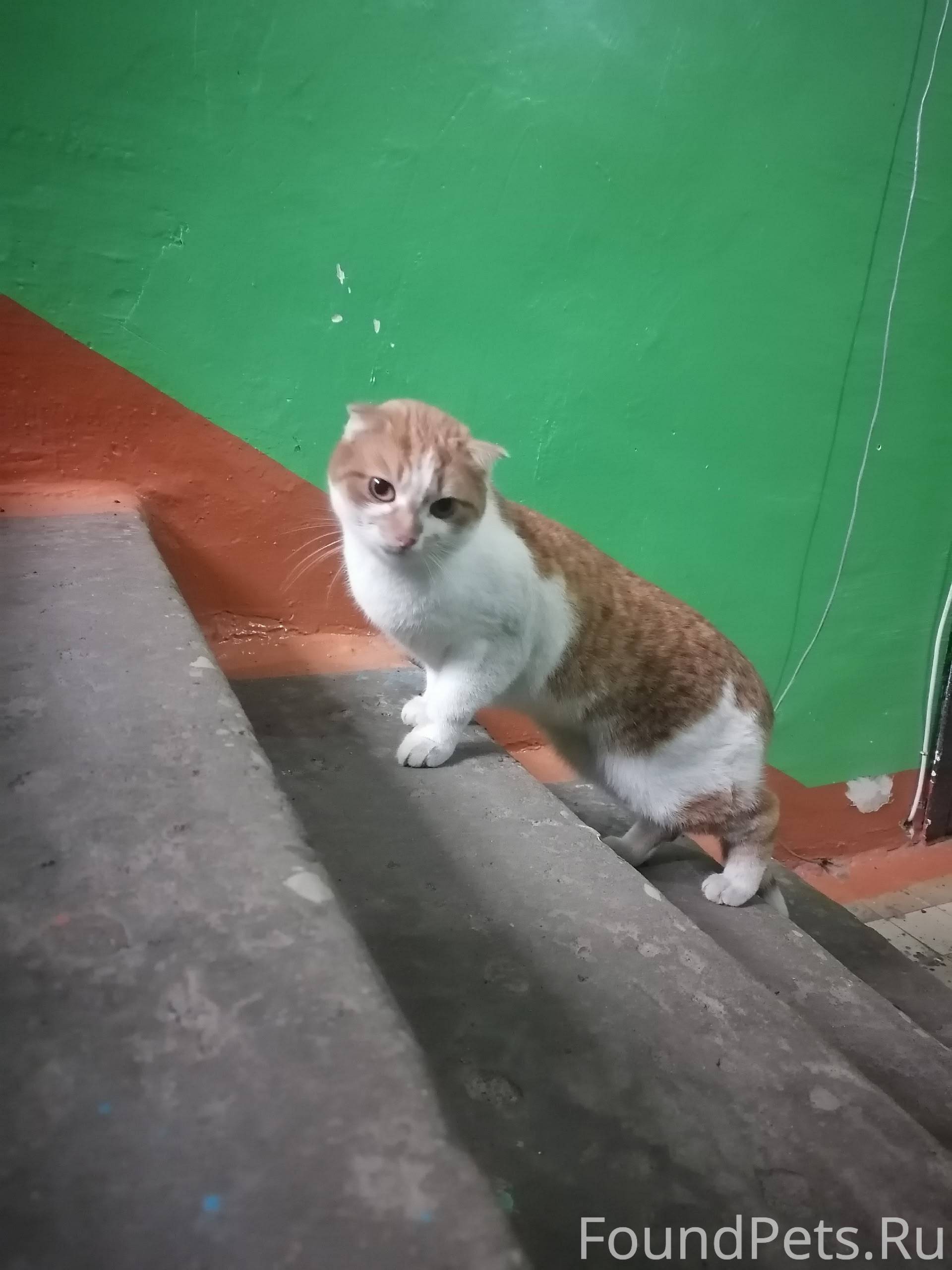 Найдёт кот в подъезде на пр...