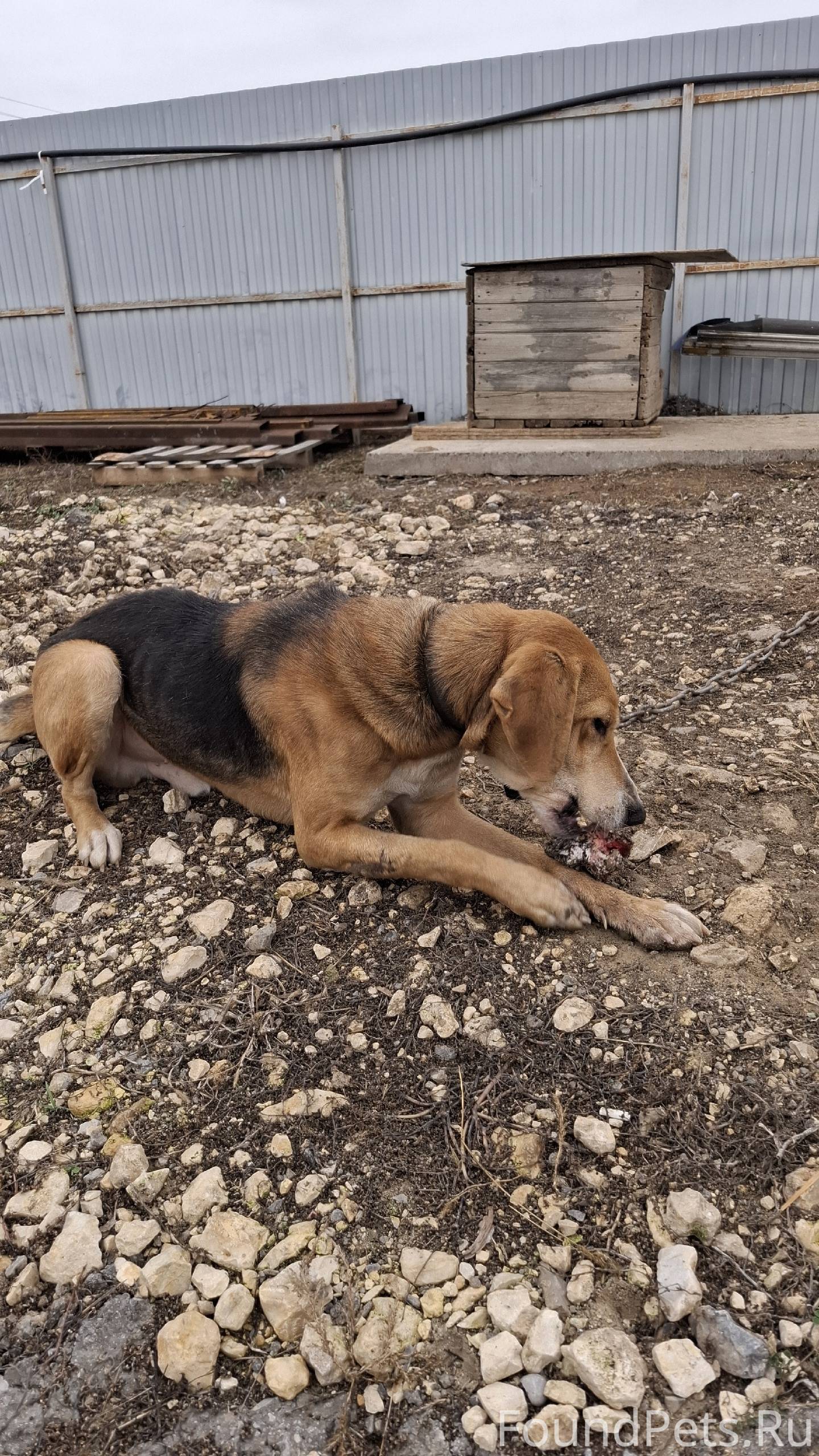 Кто потерял собаку? Ошейник си...