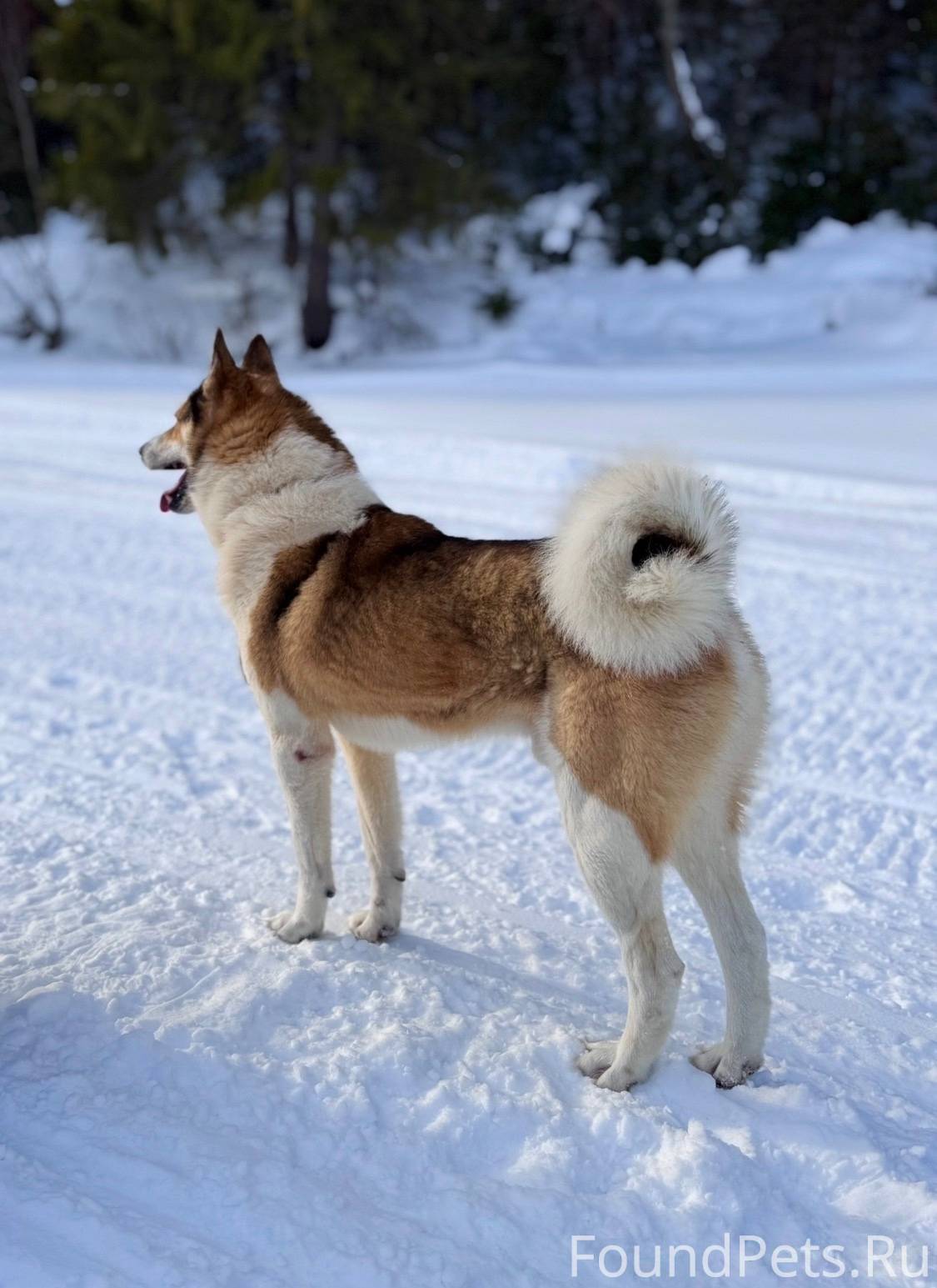 Потерялся пес. Порода западно-...