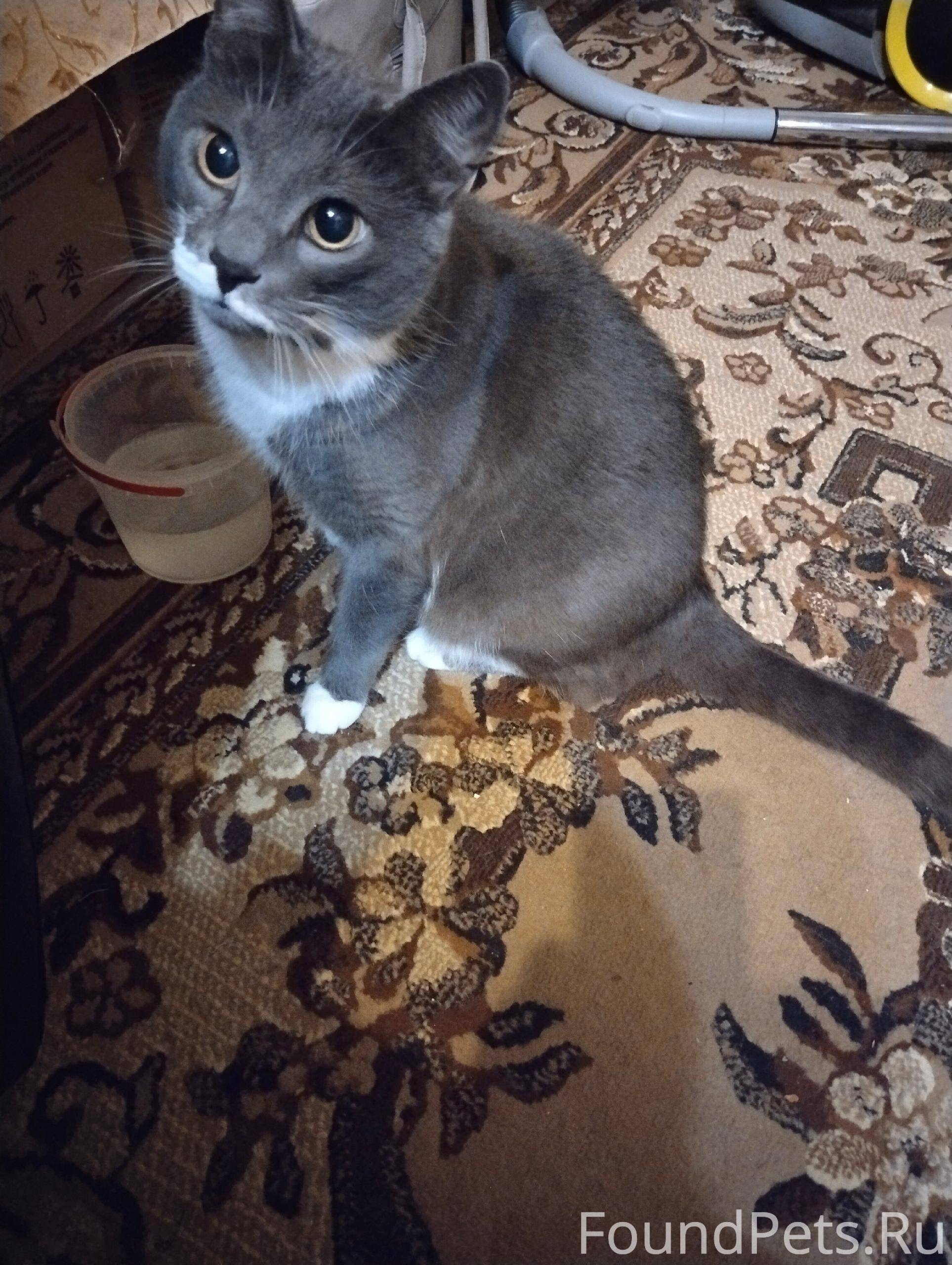 Пропал кот, Школьная 23