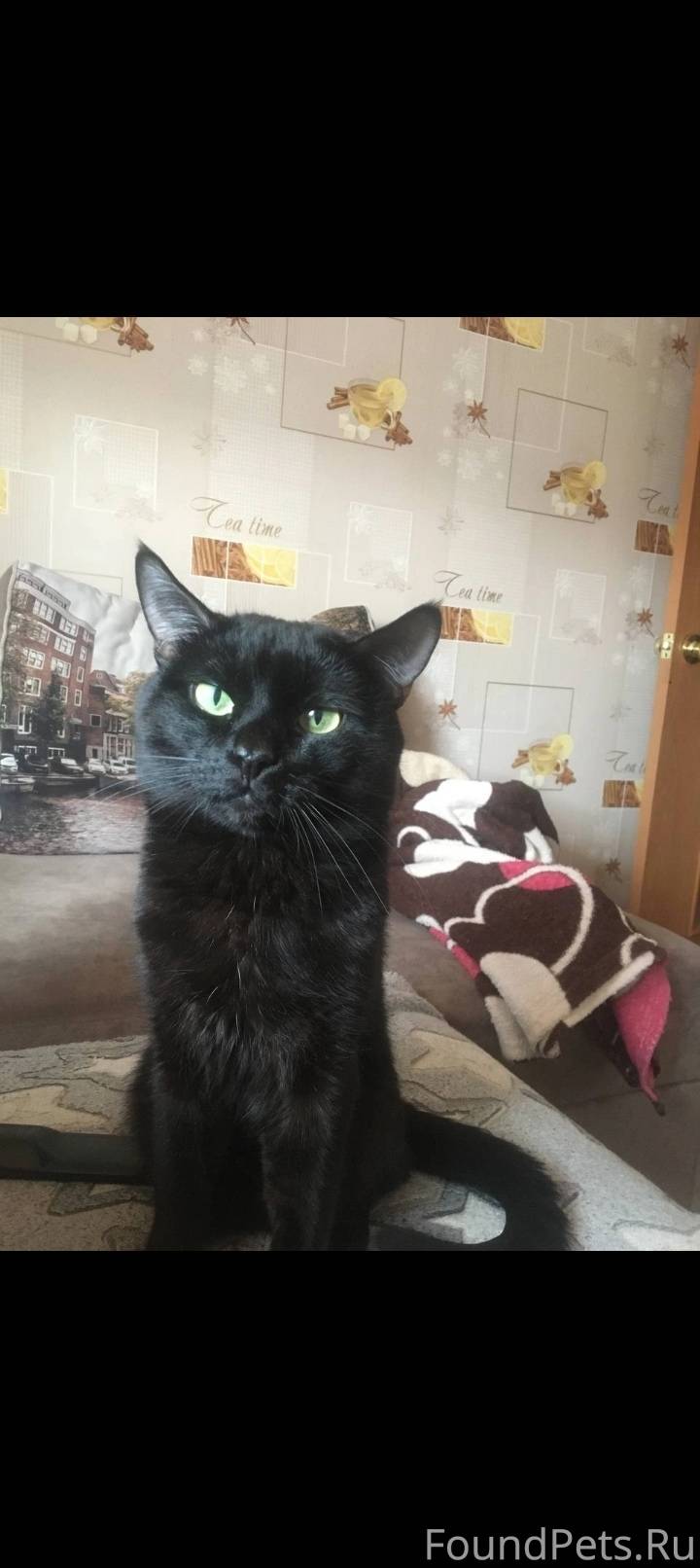 Пропал кот! зовут Кузя, 1 дека...