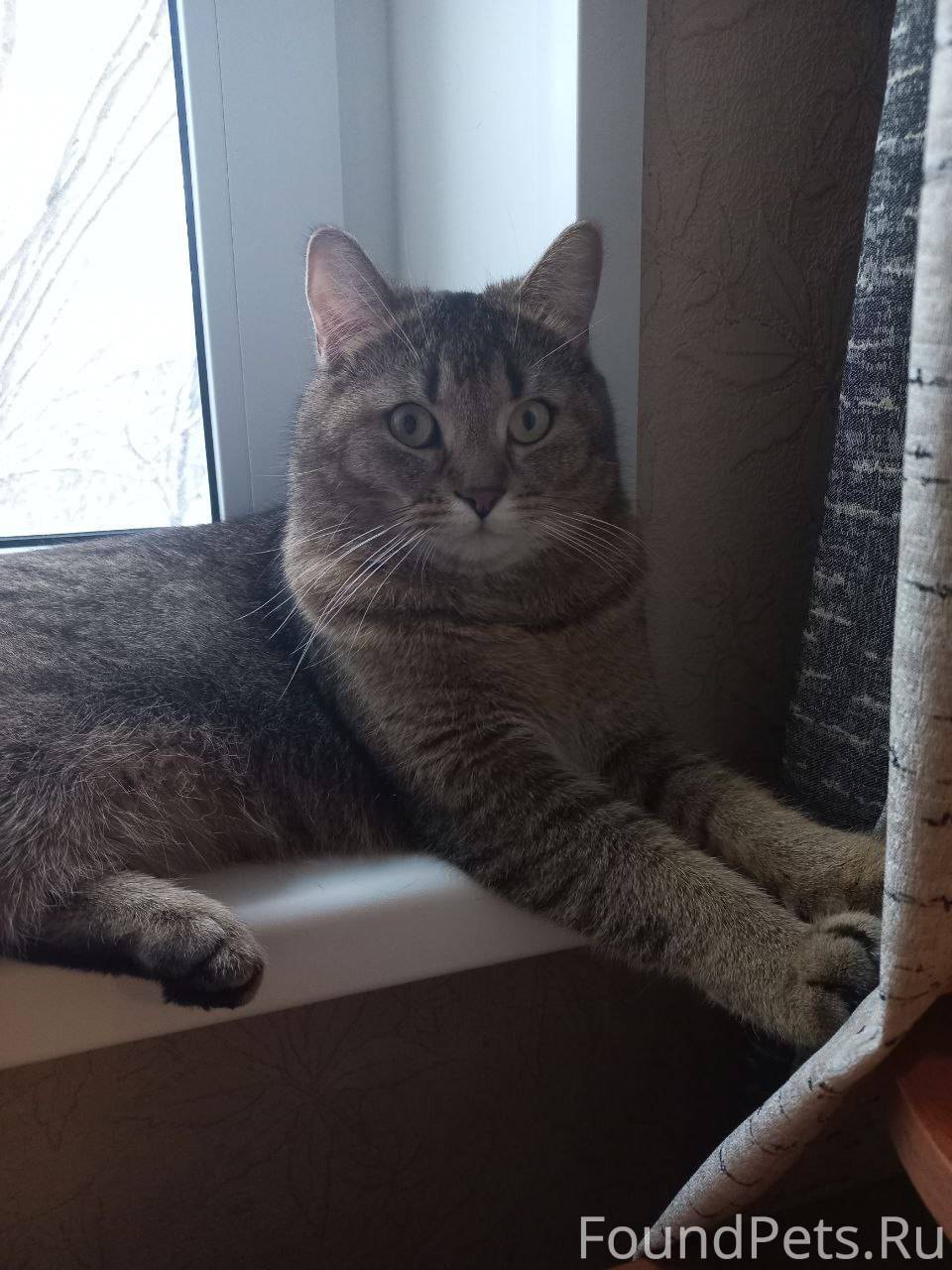 🆘Пропал любимый кот Зева!🆘 Сег...