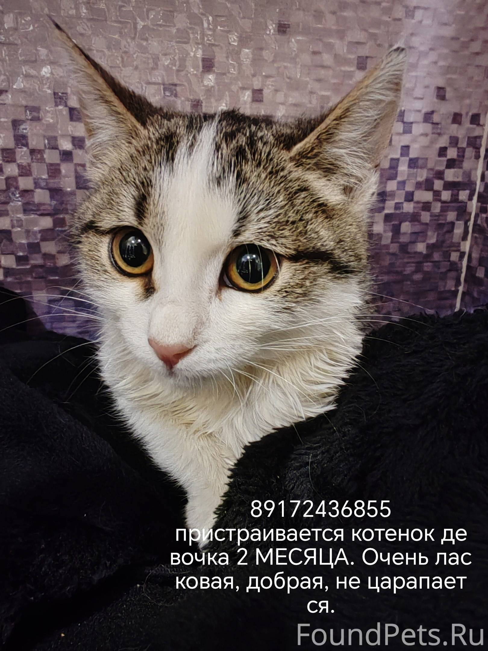 Найден котёнок девочка. Сидела...