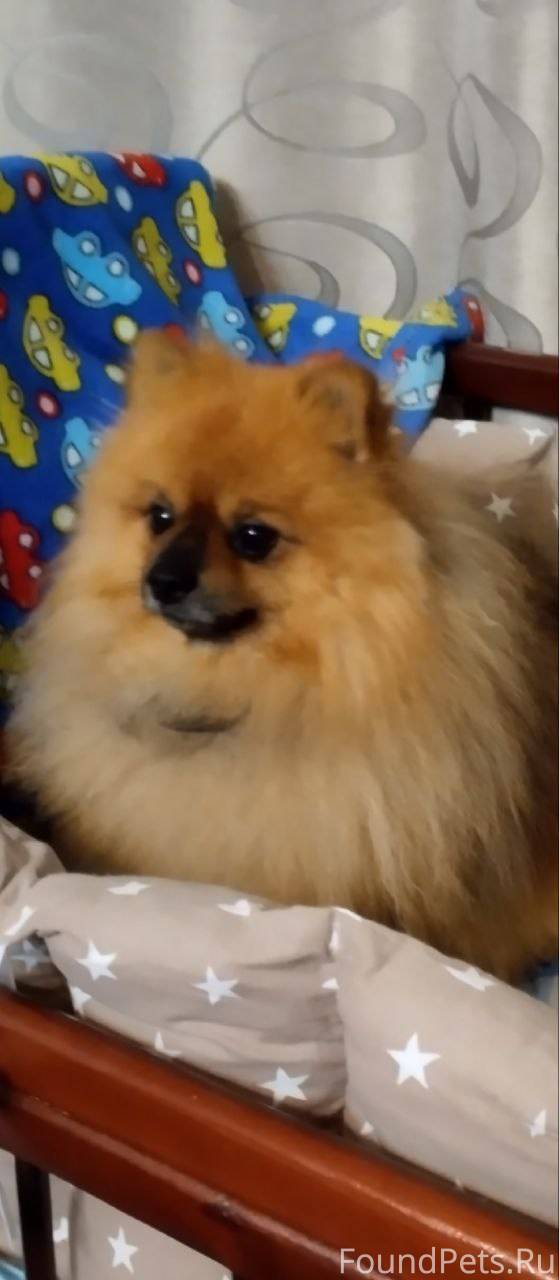 ПРОПАЛА собака (кобель) немецк...