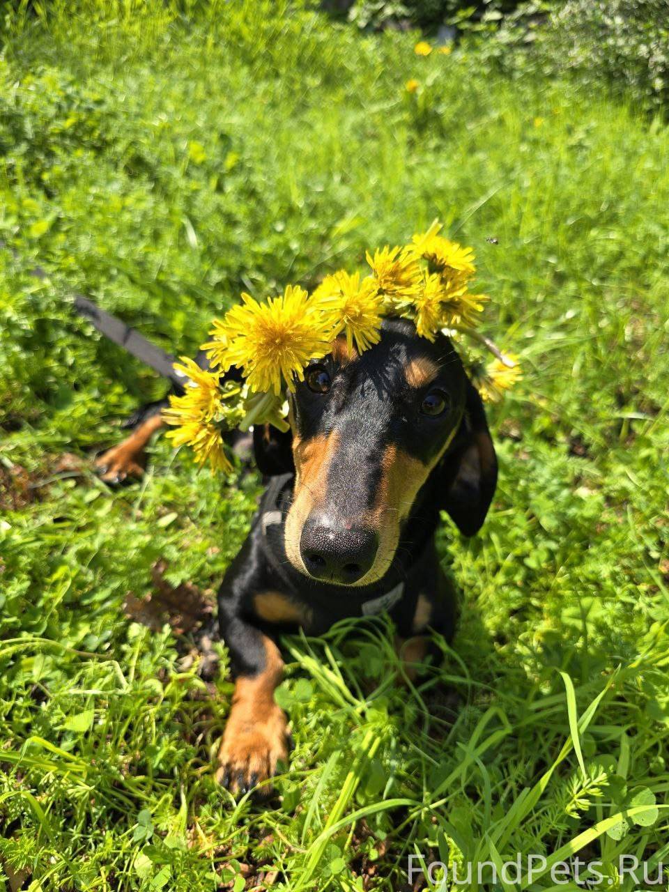 Пропала собака по кличке «Босс...