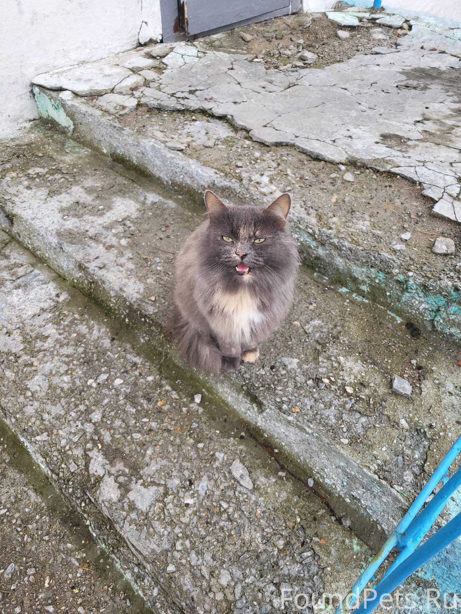 Кошечка была найдена на улице ...