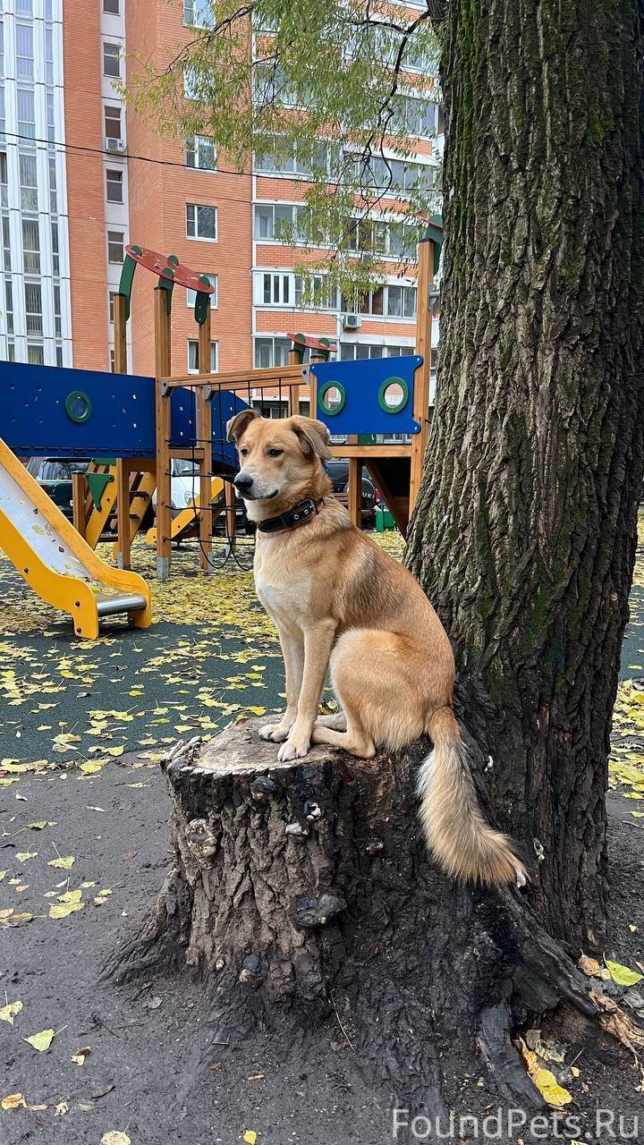 СВАО, Южное Медведково улица М...