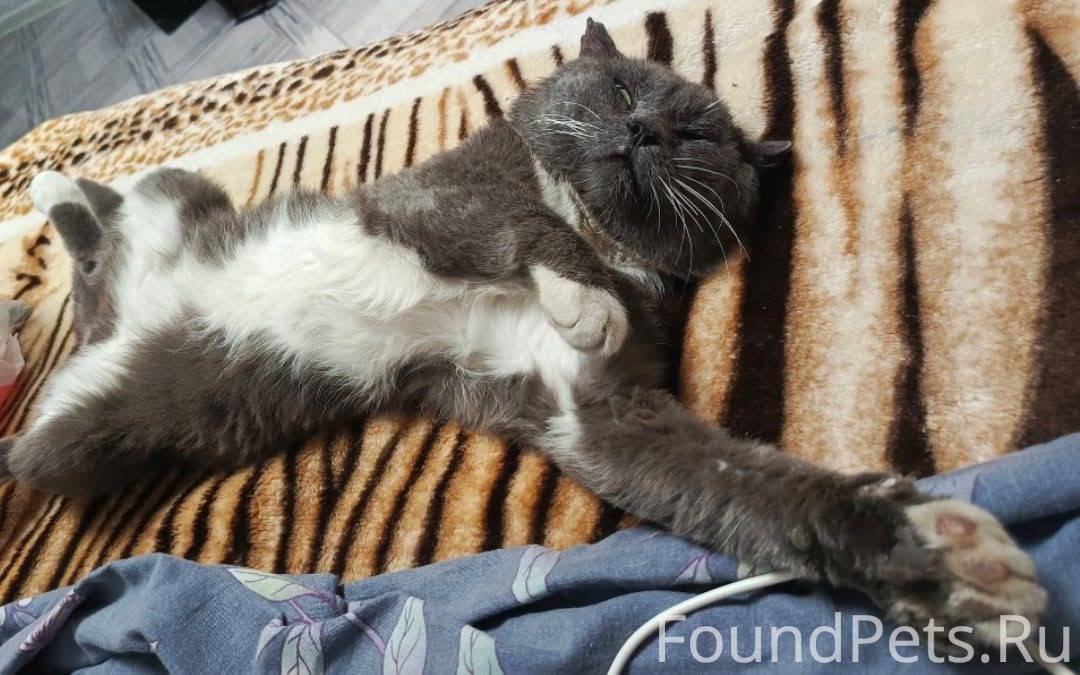 Пропал кот Омская область, гор...