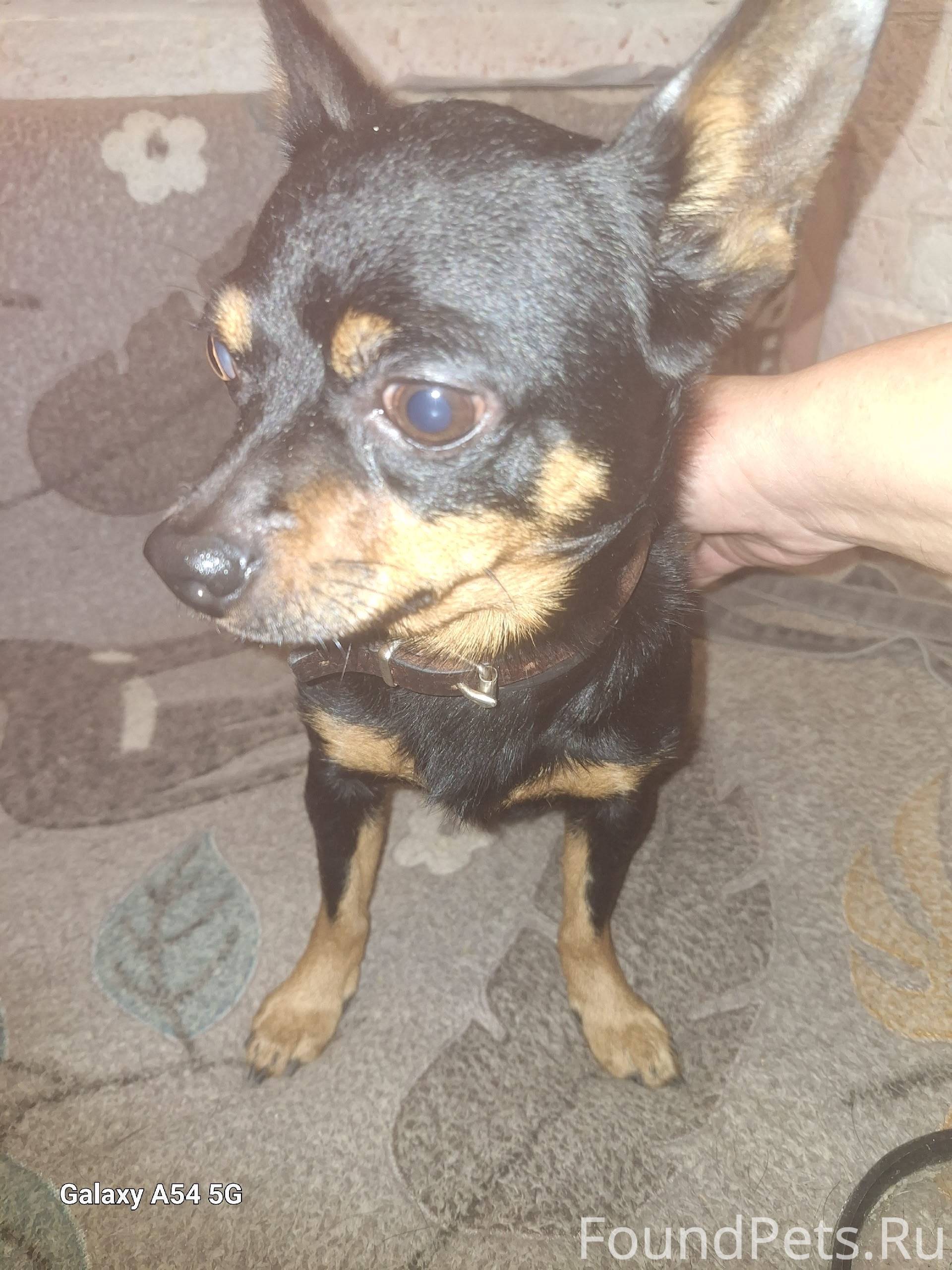 Максимальный репост.Отдадим в ...