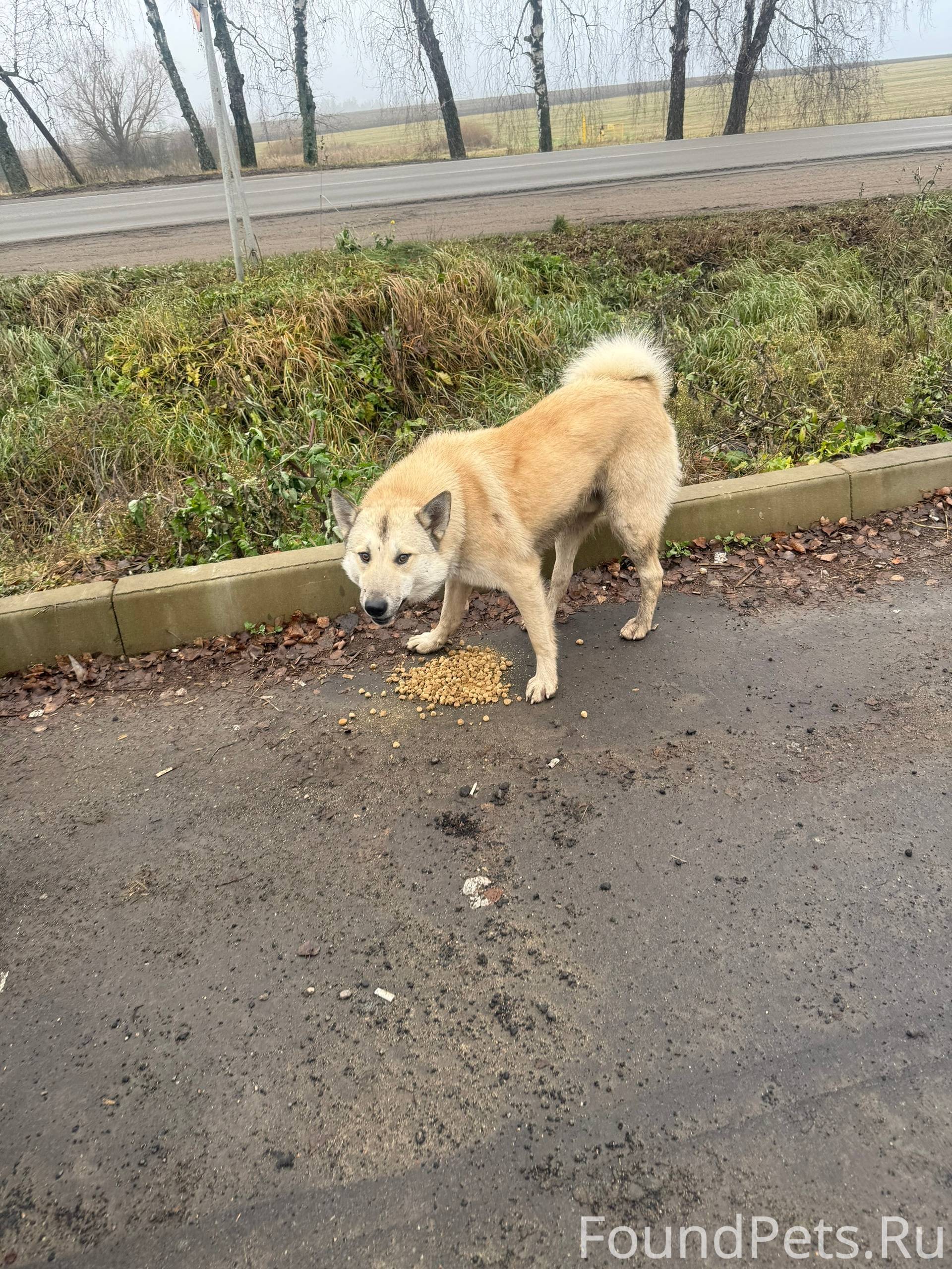 Лайка? 🆘🆘🆘🆘Чей кобель? Молодой...