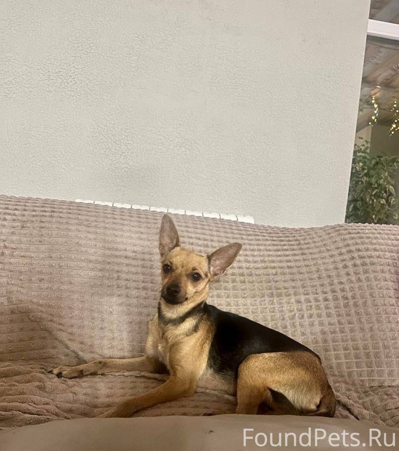 Найдена собака! Русский той-те...