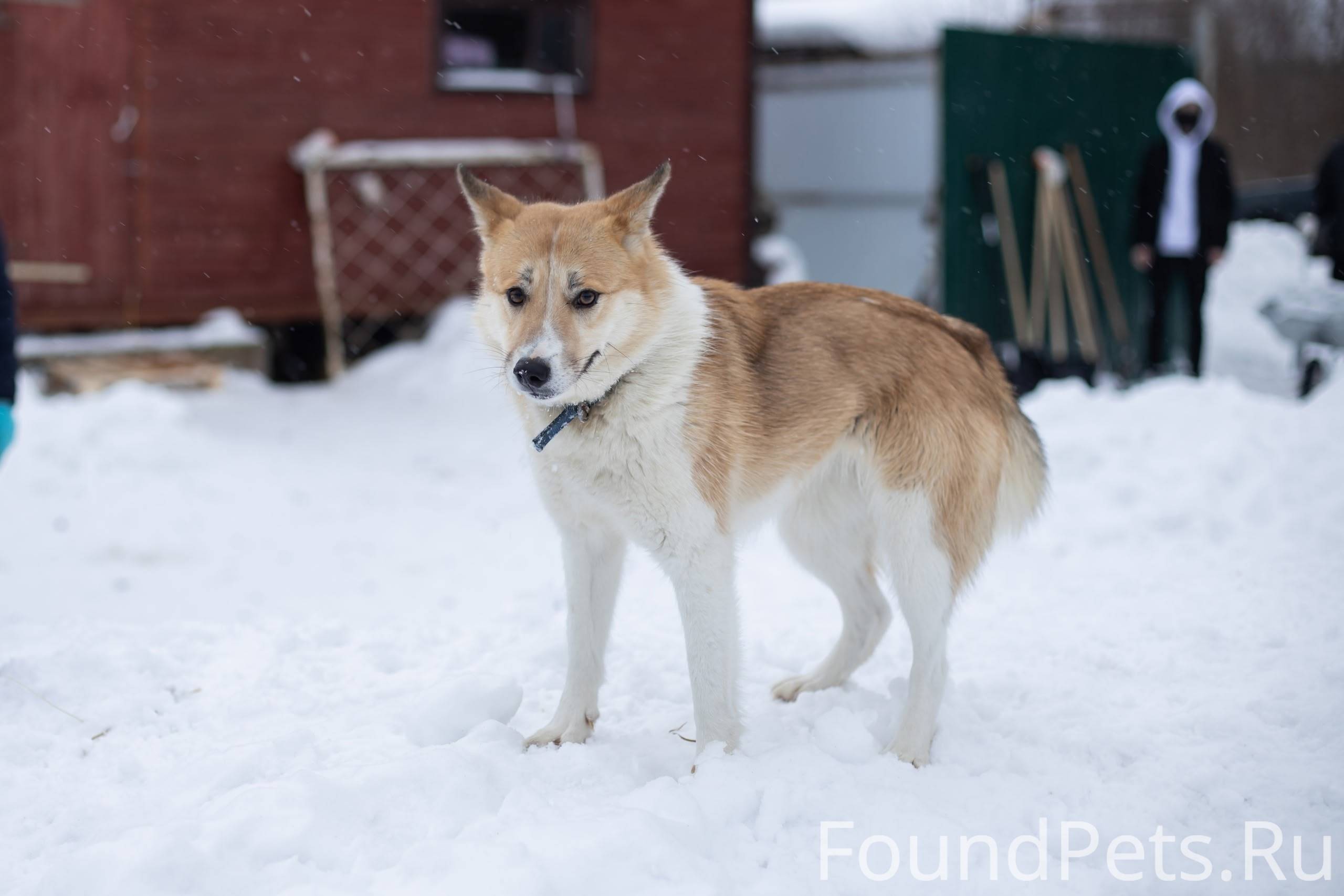 ПРОПАЛА СОБАКА Помогите вернут...