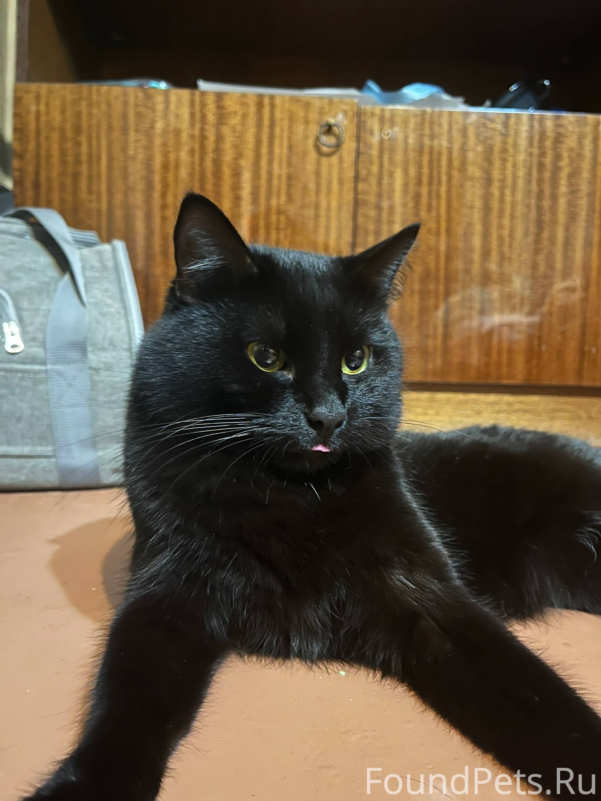 ПРОПАЛ КОТ! 04.12, примерно в....