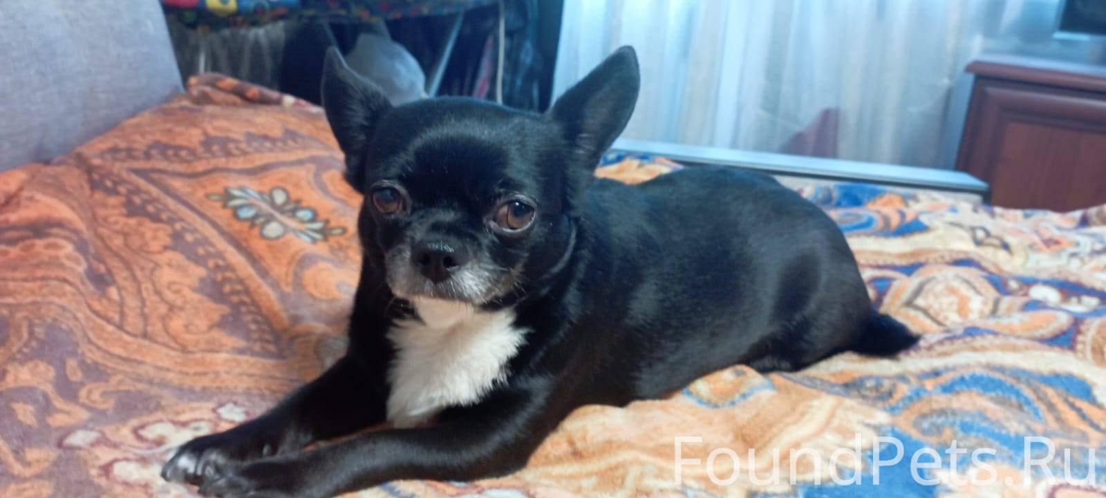 Потерялась собака. В районе Ке...