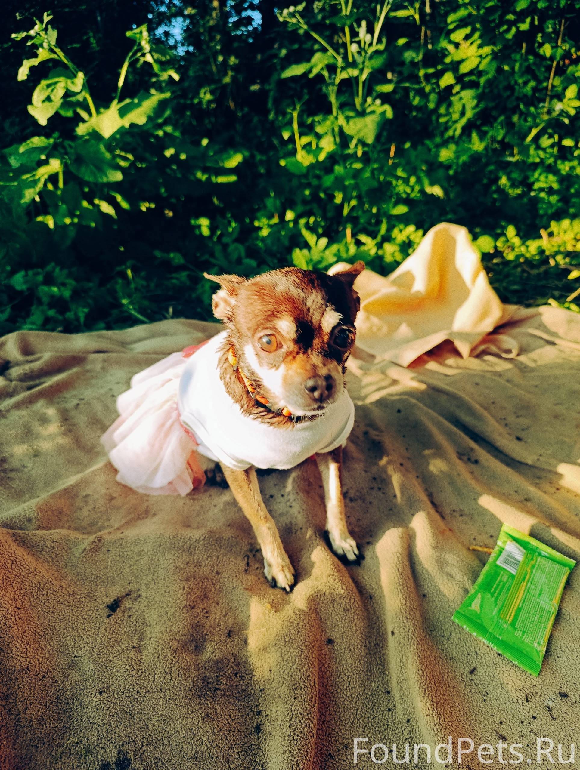 Пропала собака,порода русский ...