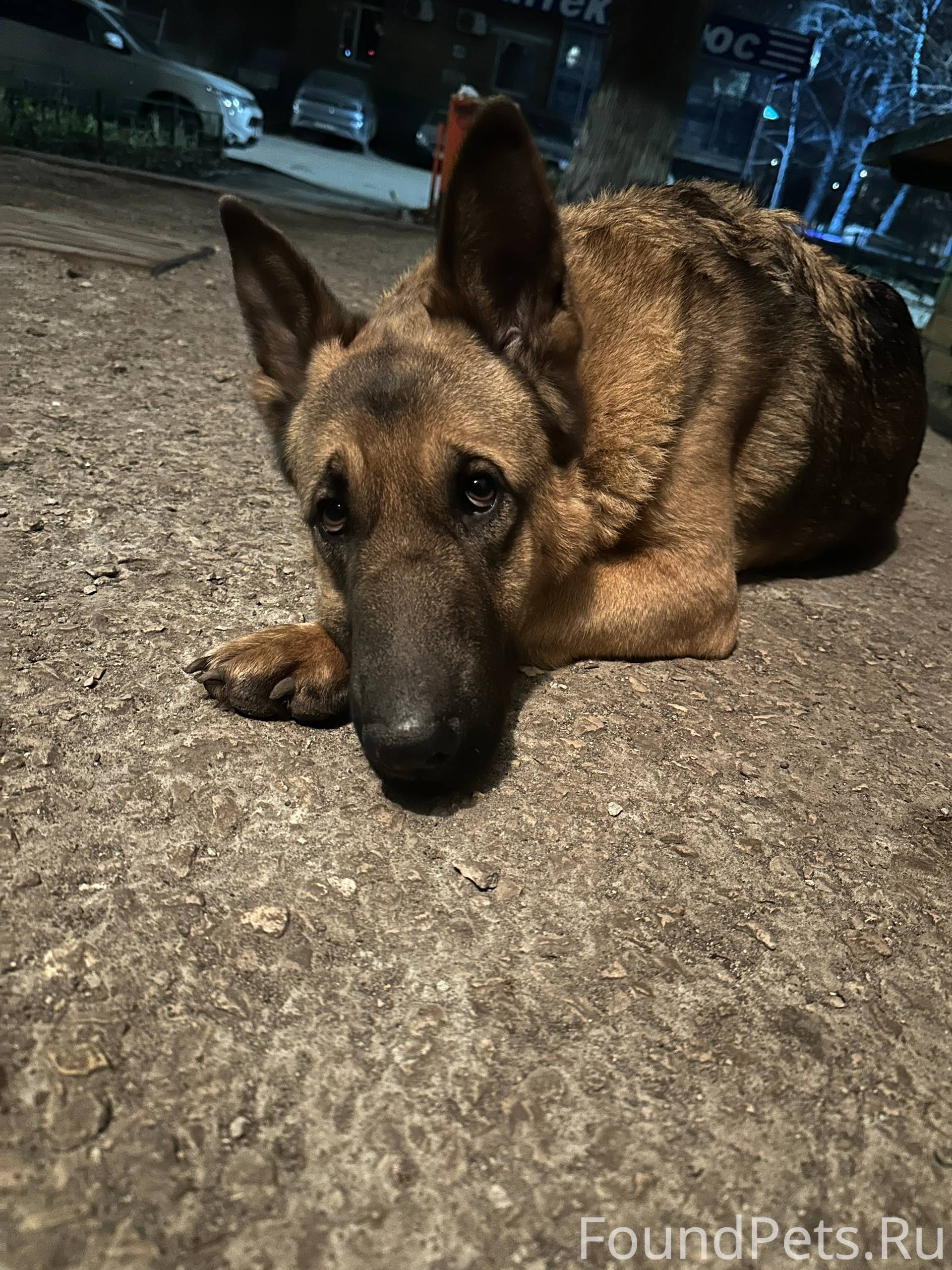 Найдена собака Овчарка (?) Рай...