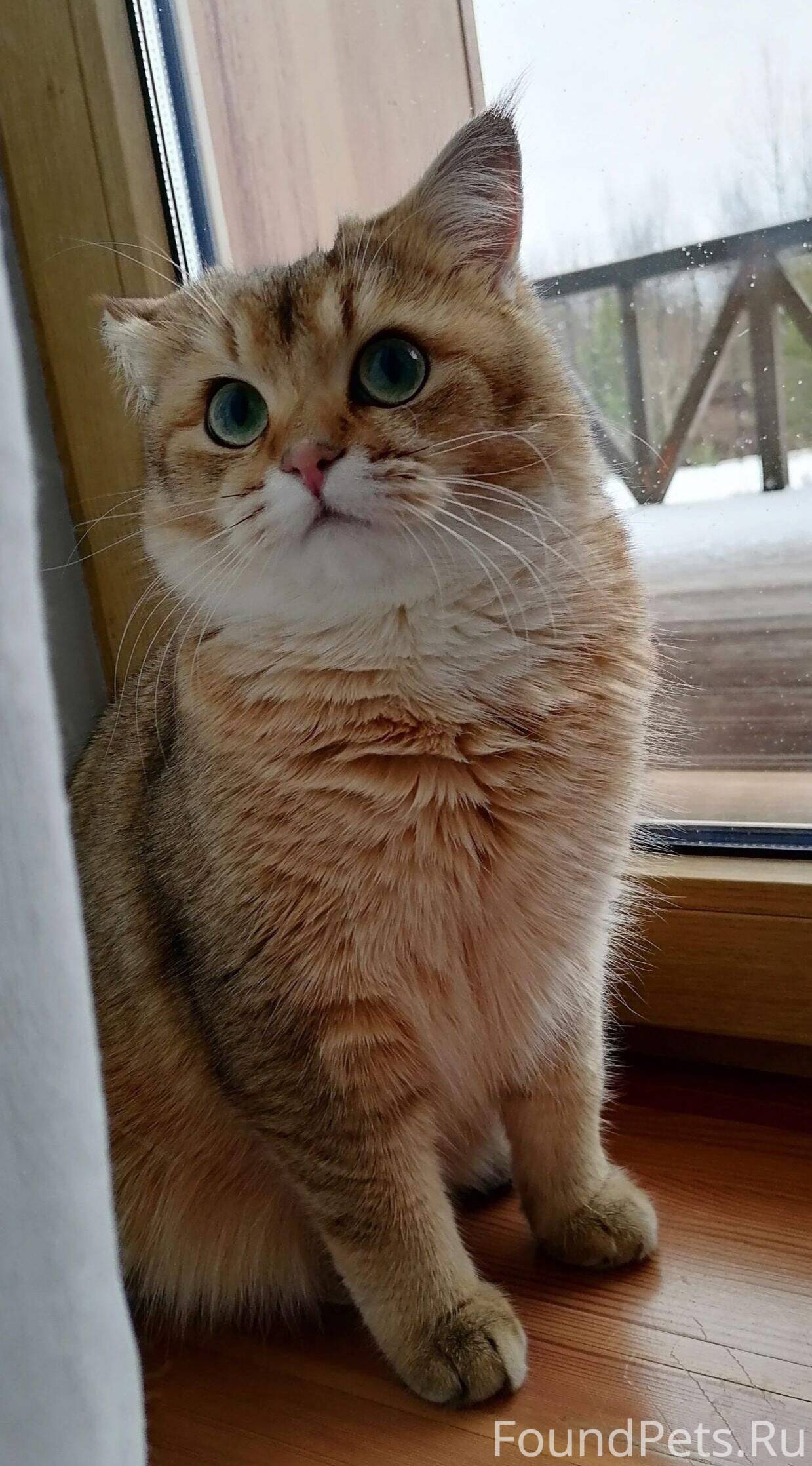 Пропал кот 02.11.25. Истра...