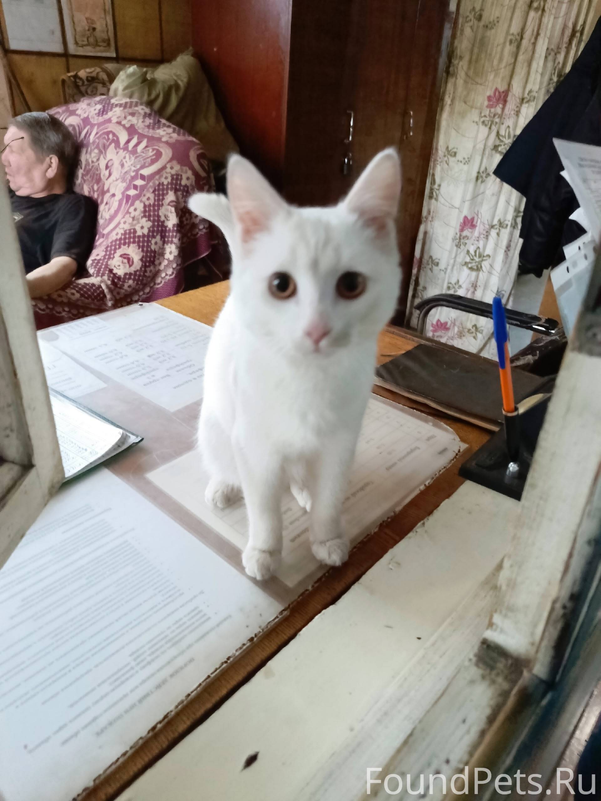 Найдена кошка или кот. Может к...