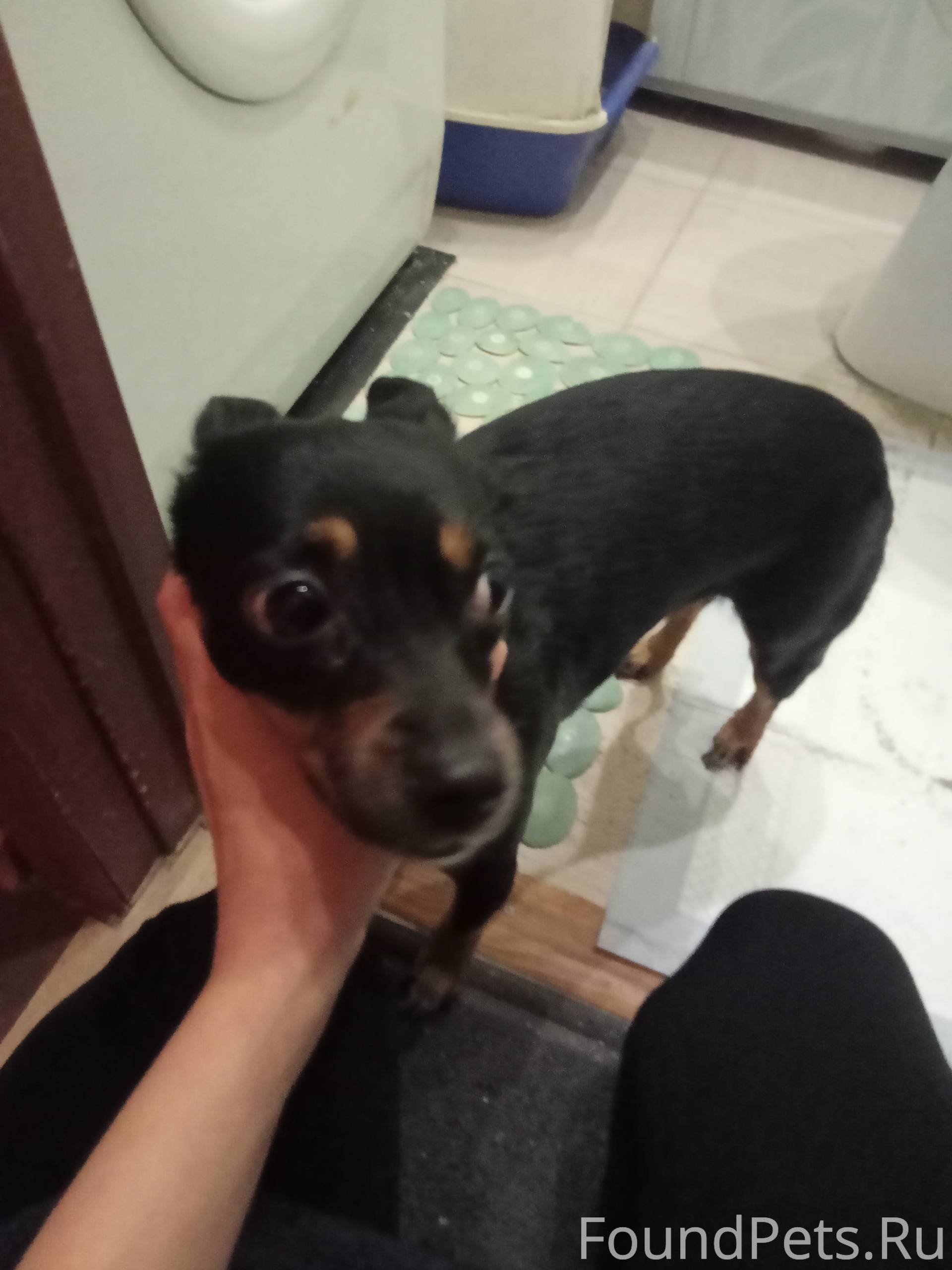 Найдена упитанная собака, небо...