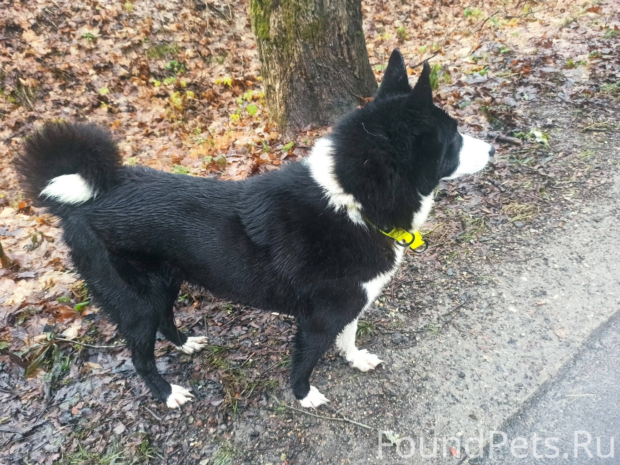 Найдена собака чёрно-белого ок...