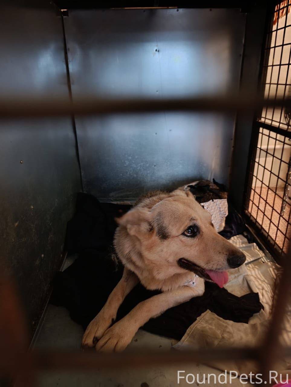 Пропала собака 🆘🆘🆘🆘‼️‼️‼️‼️доб...