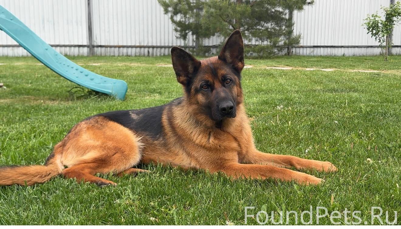 Здравствуйте. Пропала собака н...