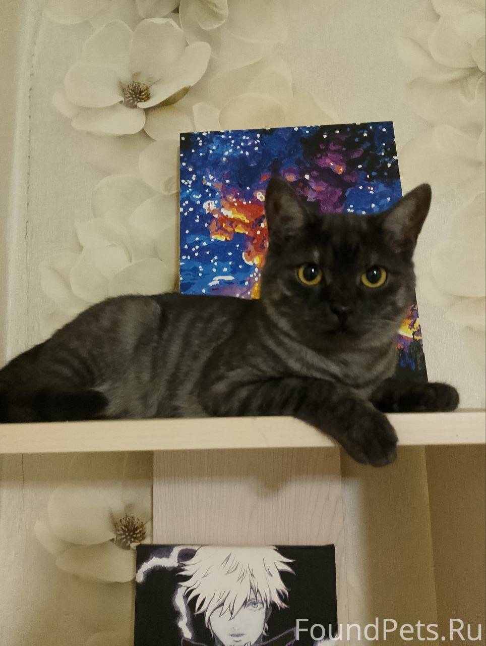 Пропал КОТ Пропал в районе пес...