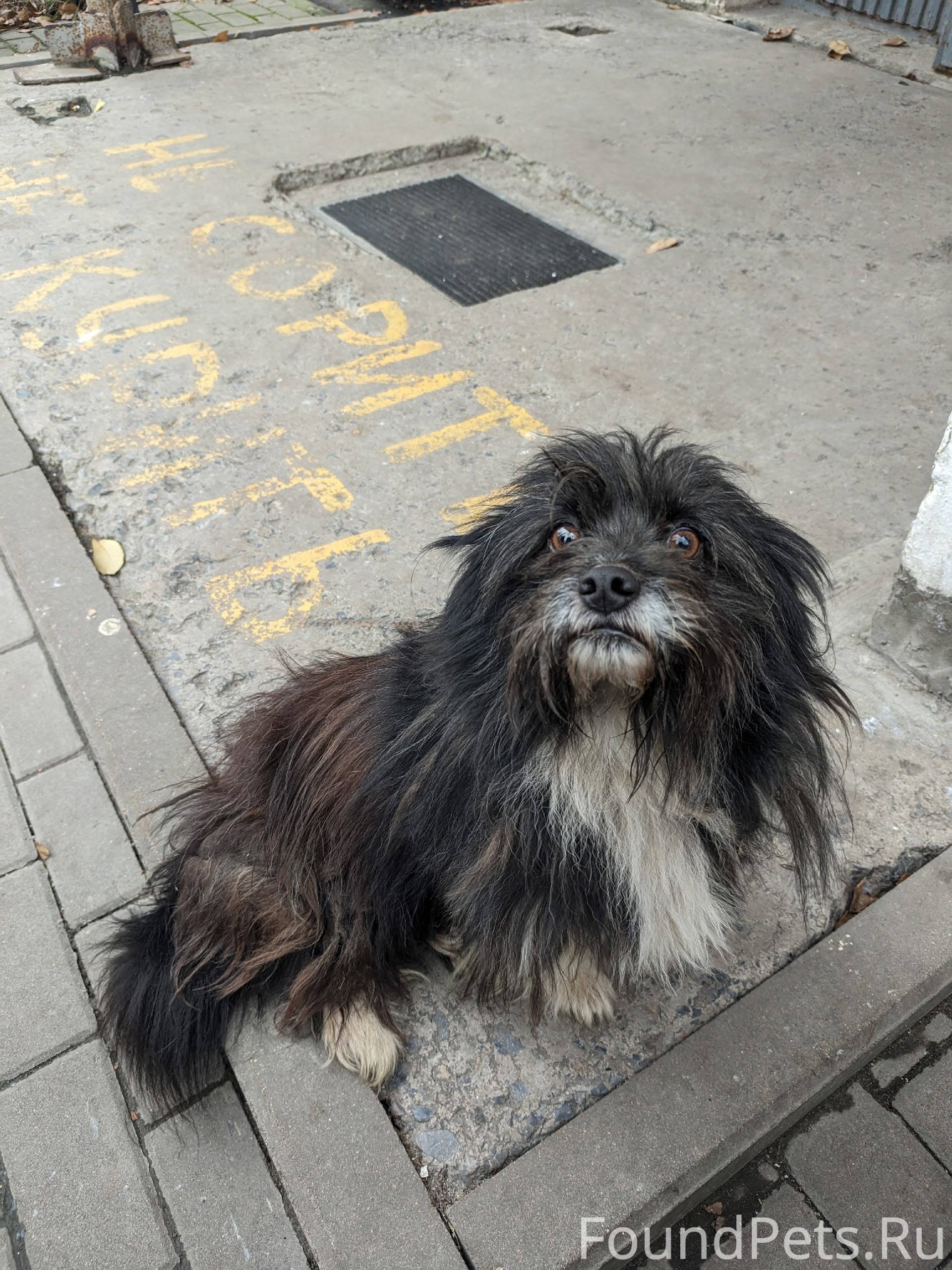 ⚡❗Чья потеряшка?❗⚡ Найдена соб...