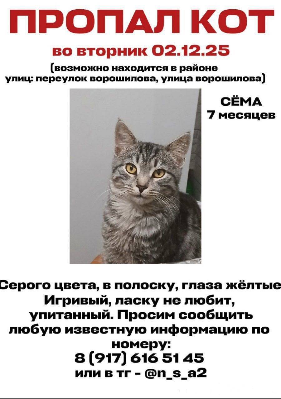 Пропал кот!!!