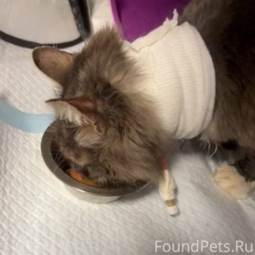 Челси до сих пор не найден...